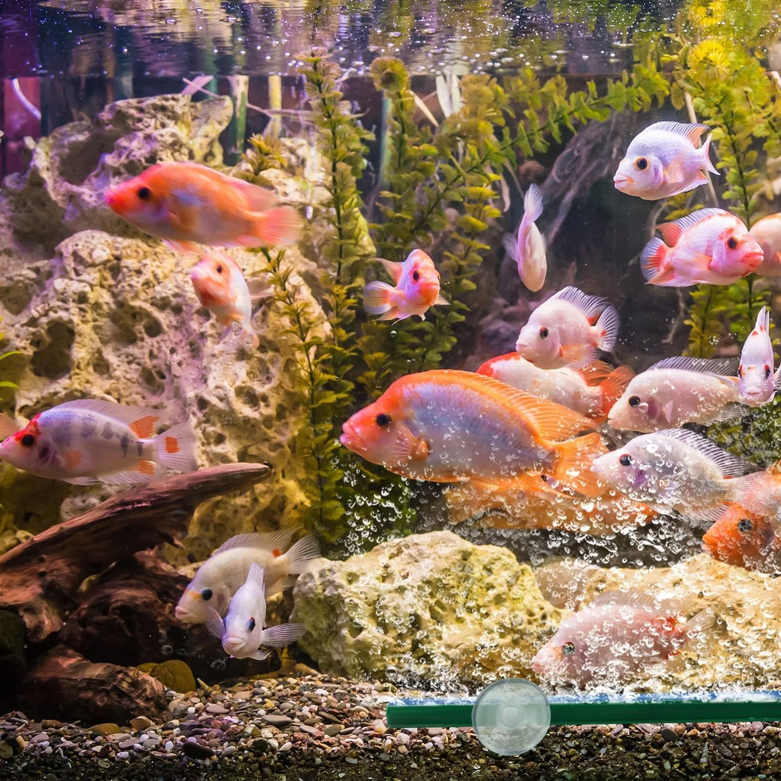 Lot de 5 barres de pierre à air 12 cm 10,7 cm pour pompe d'aquarium Vert/bleu