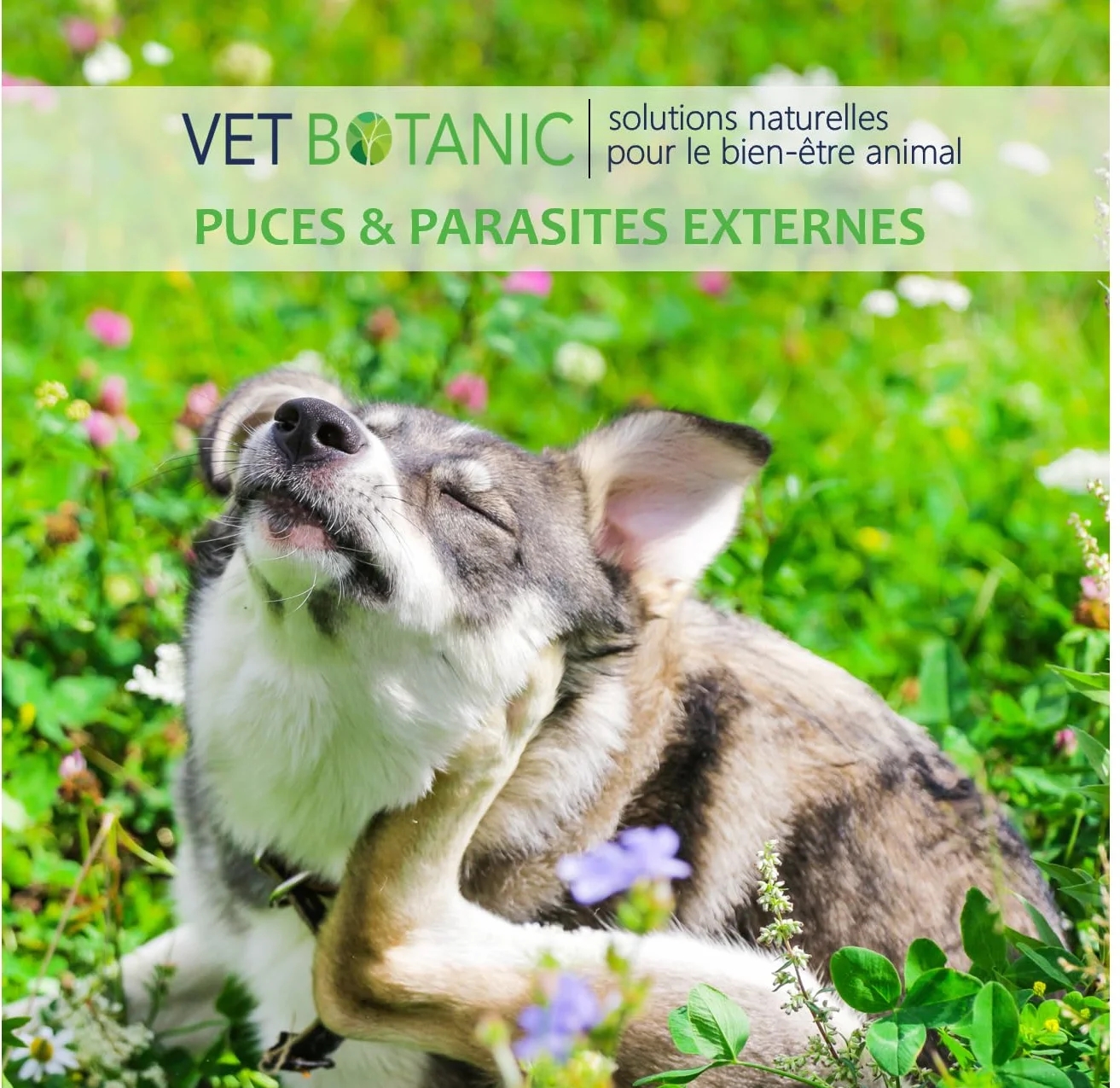Terre de diatomée Chiens et Chats Parasites externes 100g