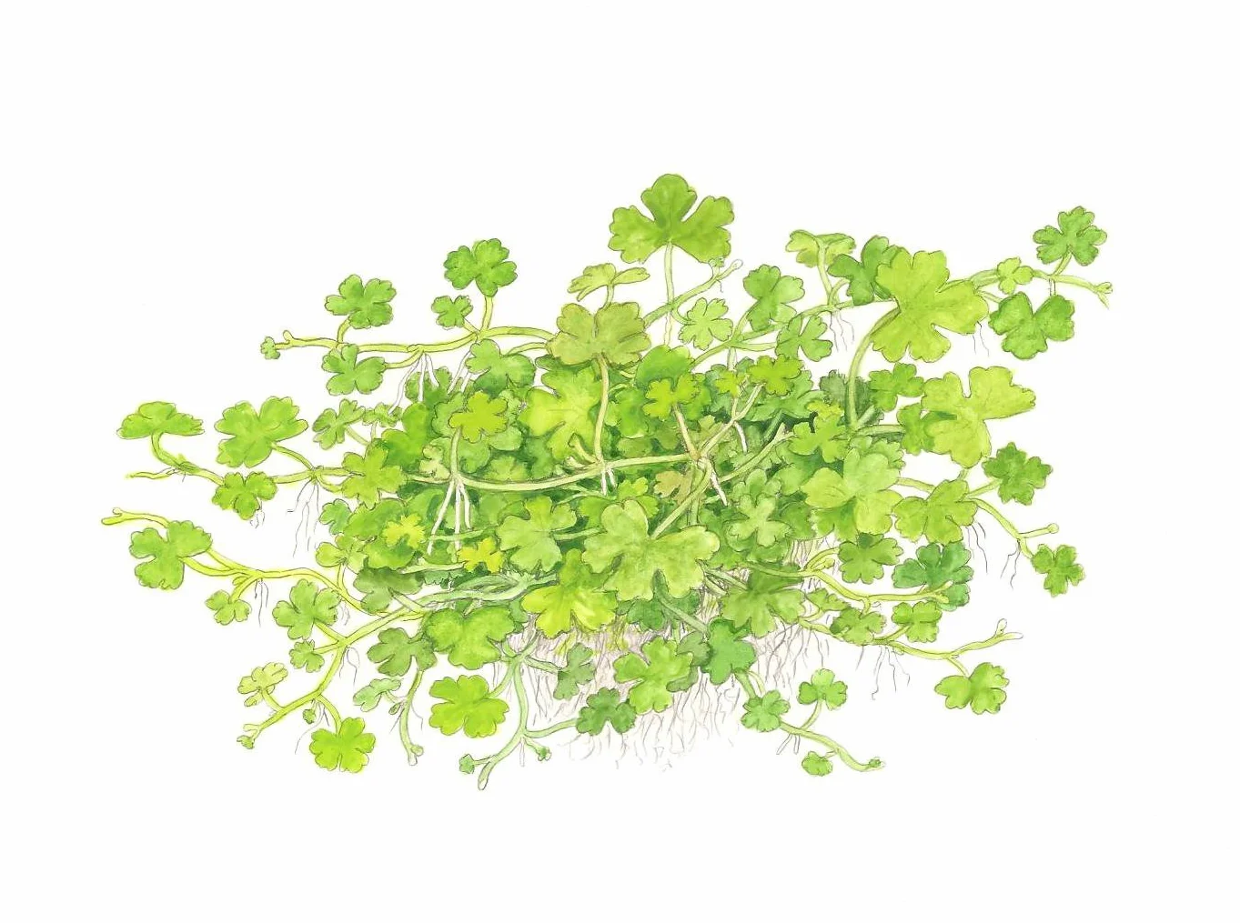 Hydrocotyle tripartita in vitro
