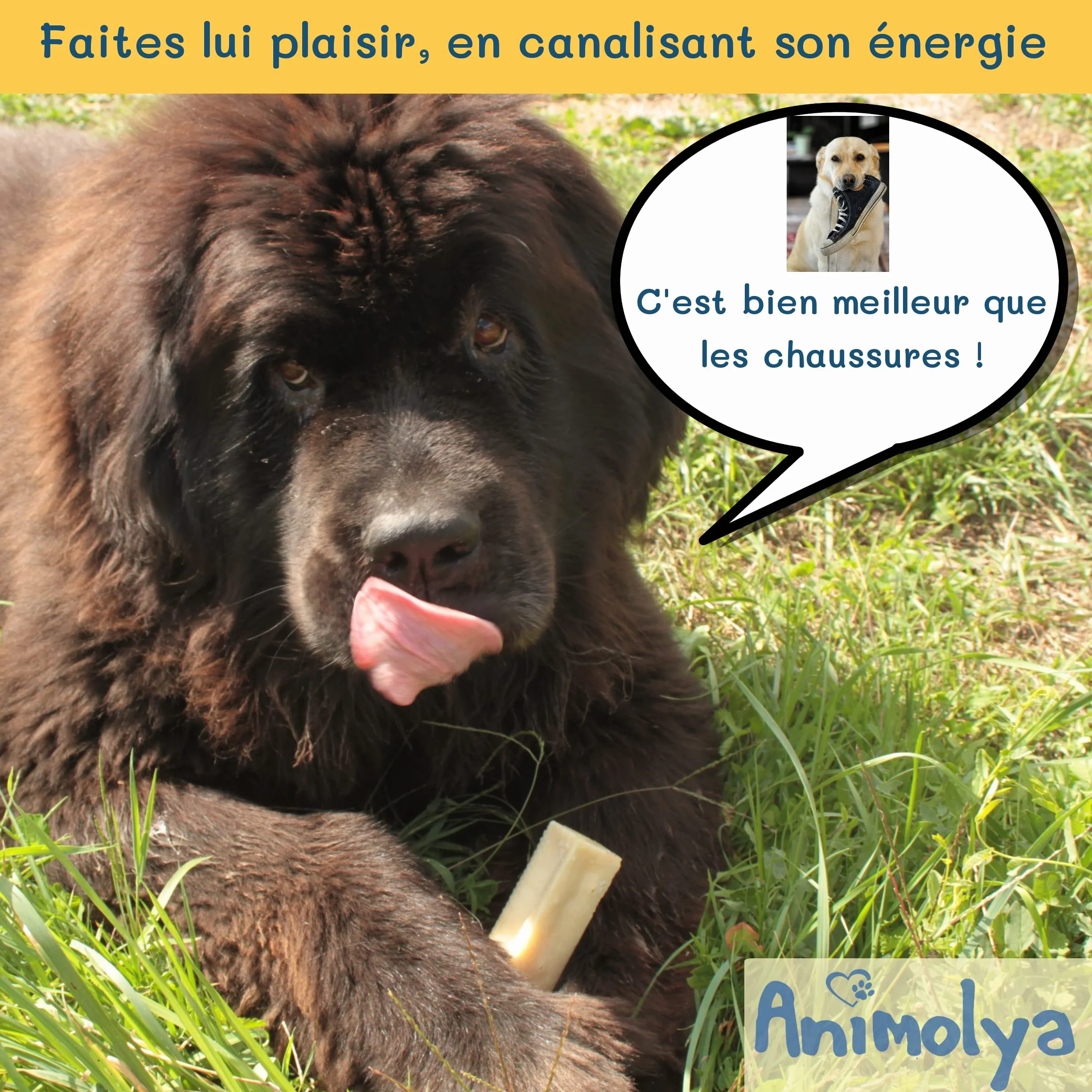 Friandises pour Chien Bâton de Fromage à Mâcher 100% Naturel Hygiène Dentaire Taille S Lot de 3