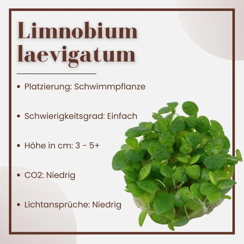 AquaOne Limnobium laevigatum Plante d'aquarium in vitro Tasse Laboratoire Aquascaping