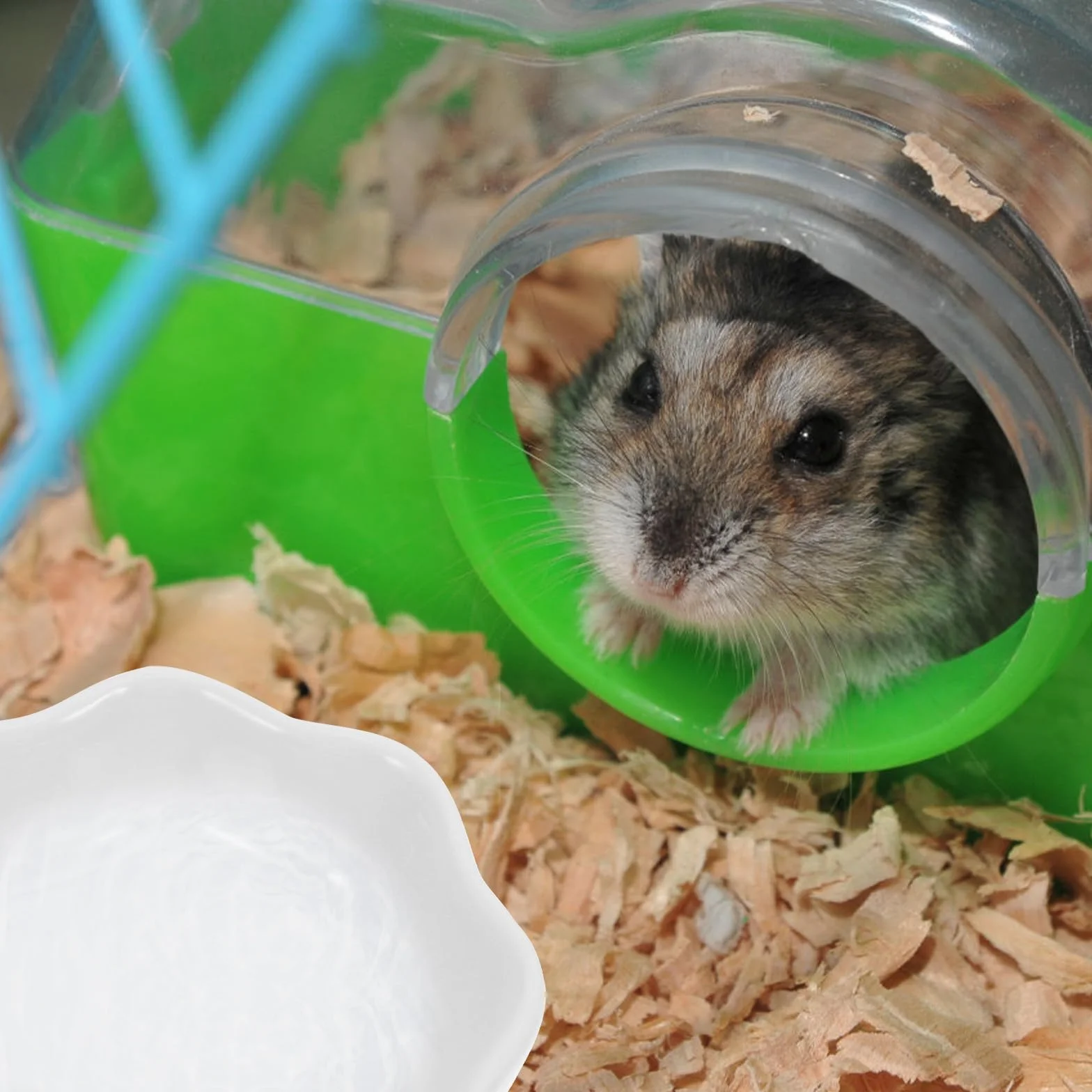 Gamelles en Céramique Blanche pour Hamster Lot de 2 Anti-Renversement