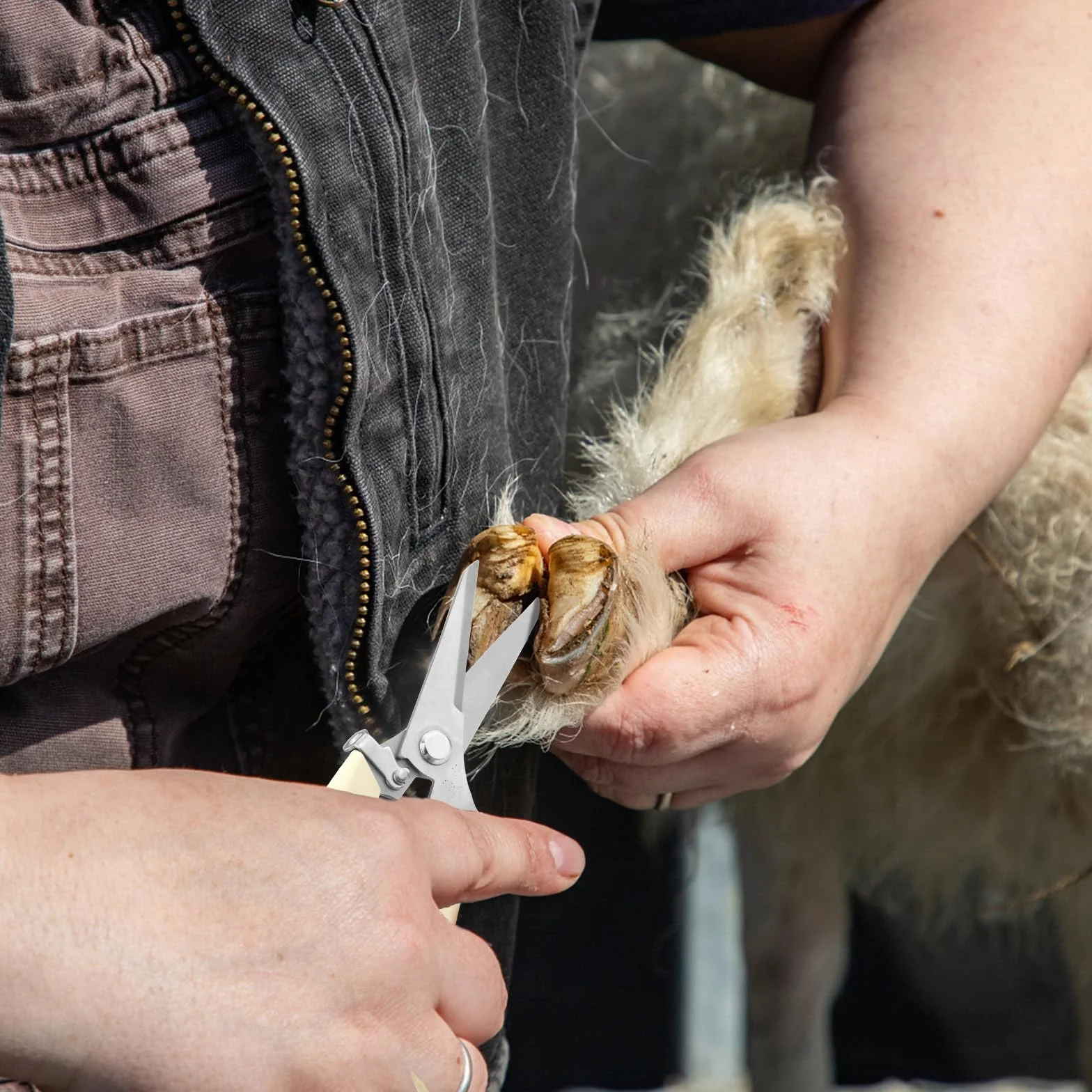 PEUTIER Coupe-Ongles de Chèvre, Outil de Coupe de Sabots en Acier Inoxydable avec Cisailles à Sabots à Ressort Coupe-Ongles de Mouton pour Cochon, Cheval, Bétail
