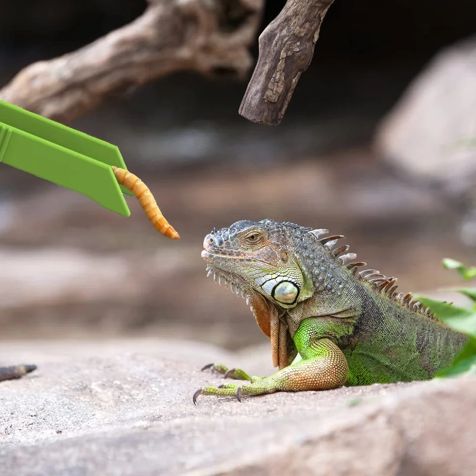 Kit d'outils d'alimentation pour Reptiles, Pince de Capture Transparente pour Hamsters, Gecko, Lézard
