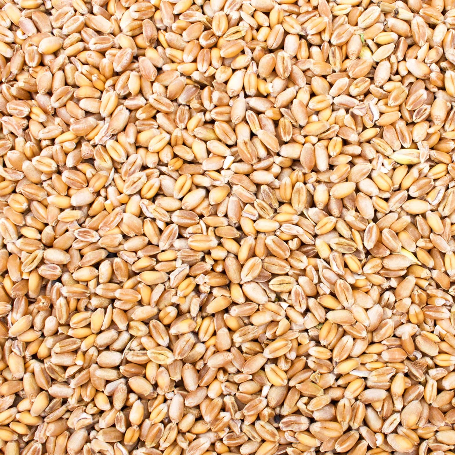 Petigi 30 kg Grain Graines de Blé Aliments pour Animaux Poulet Volaille