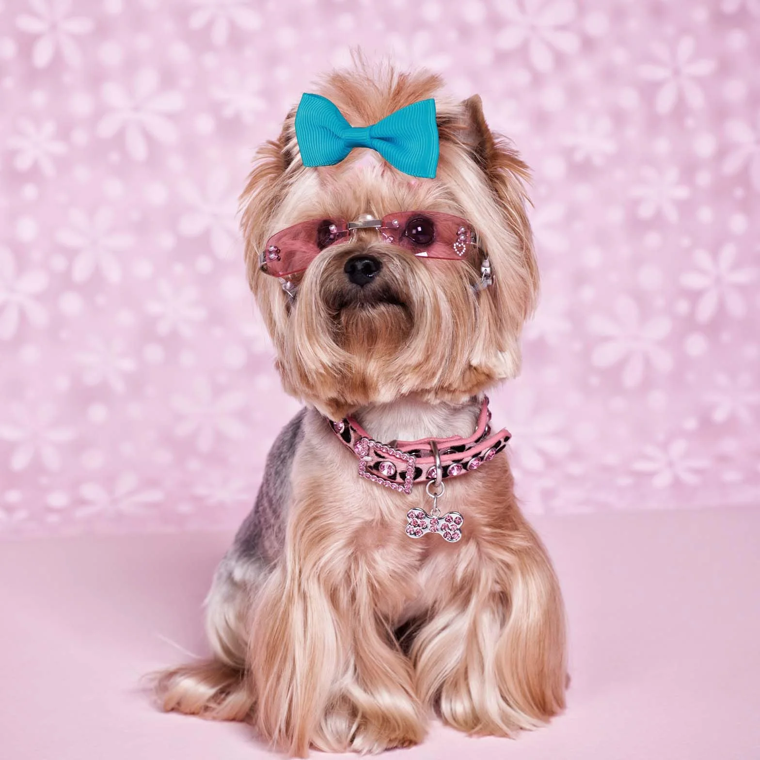 Lot de 40 nœuds pour chiots avec clips, bandes en caoutchouc, barrettes multicolores 5,6 cm, accessoires pour poils d'animaux