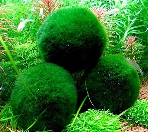 Boules de mousse géantes Marimo vivantes 5,1 cm + Marimo nano