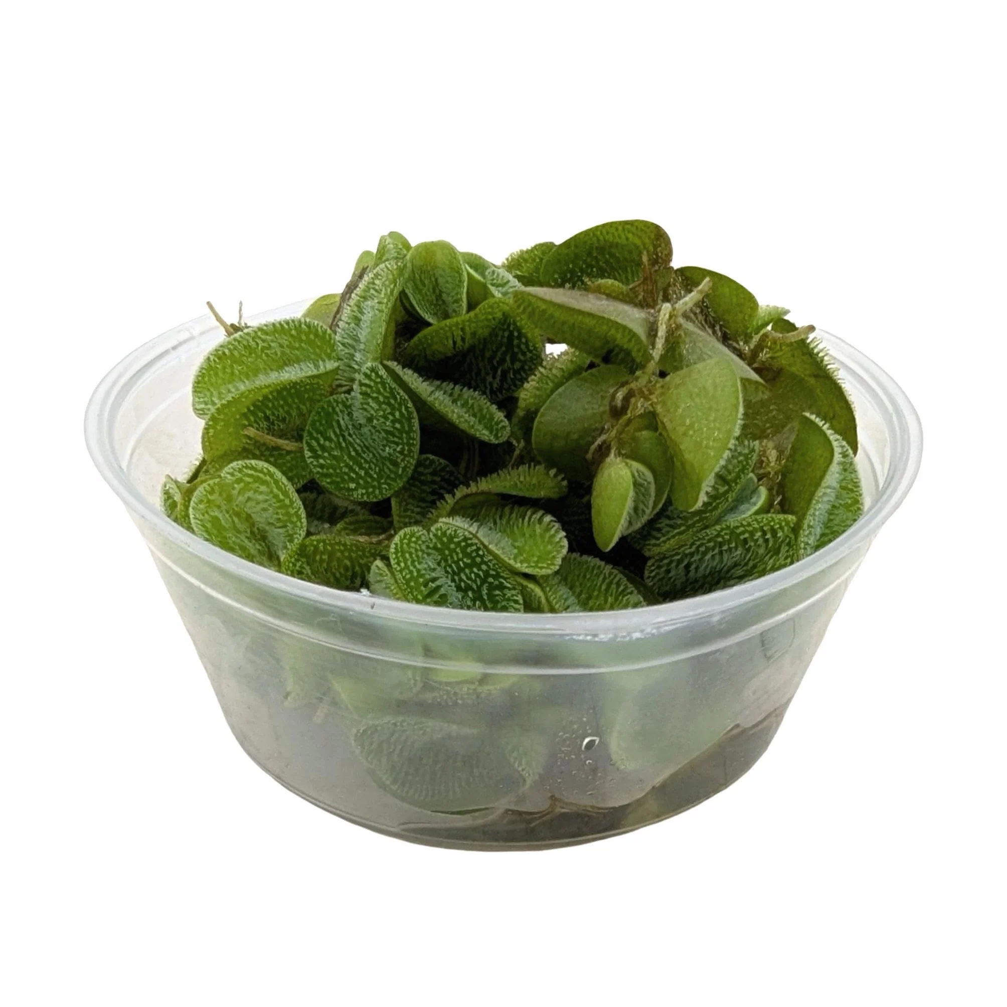 Salvinia auriculata natans 10 Live Plantes flottantes Aquarium