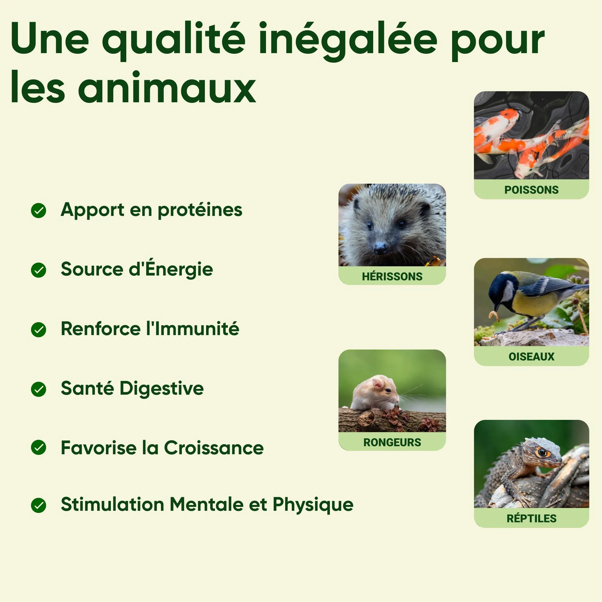 Vers de Farine 2kg Nourriture pour Poules Riche en Protéines 55% 100% Naturelle France