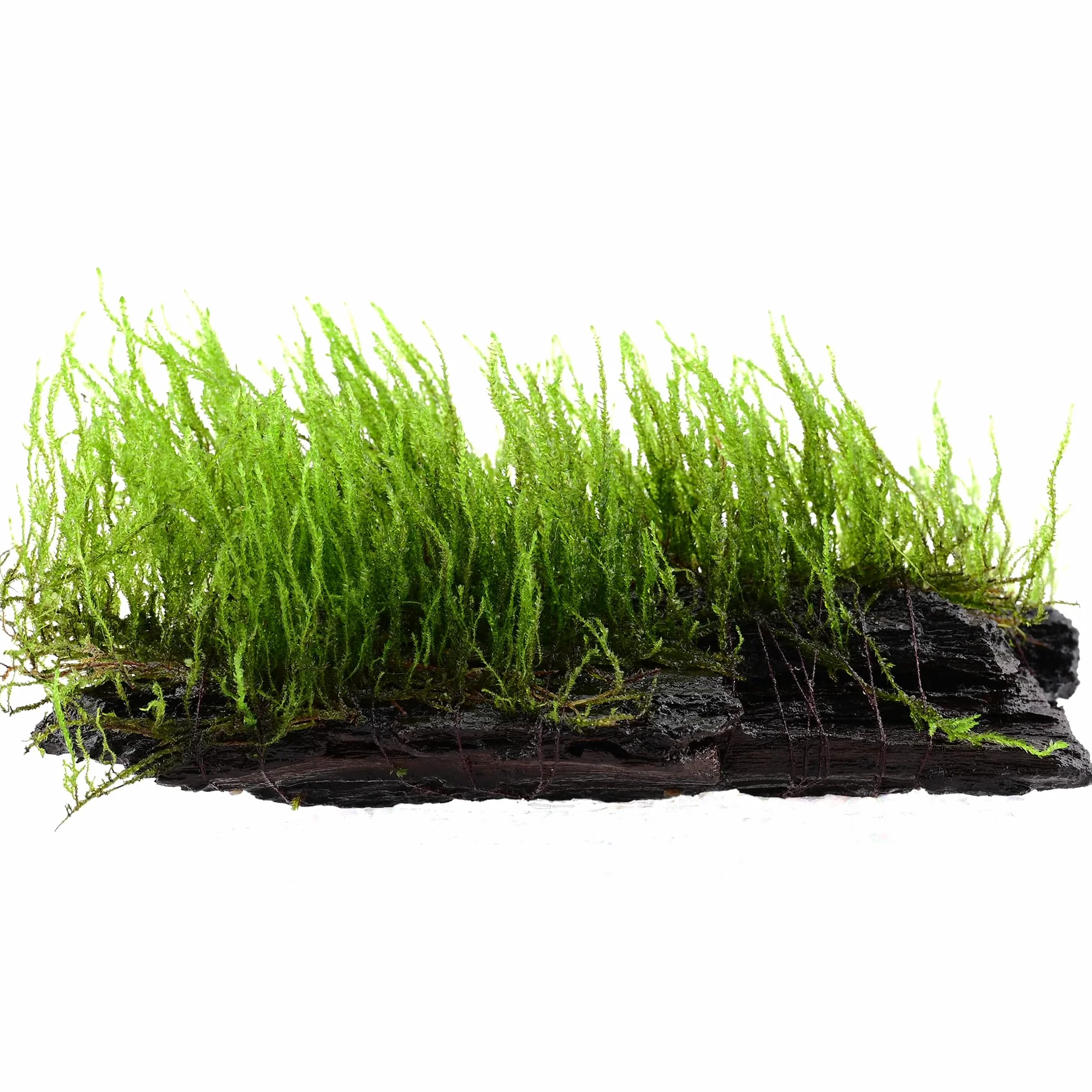 Mousse d'aquarium Taxiphyllum sp. sur racine 15 cm – décoration naturelle pour aquarium d'eau douce