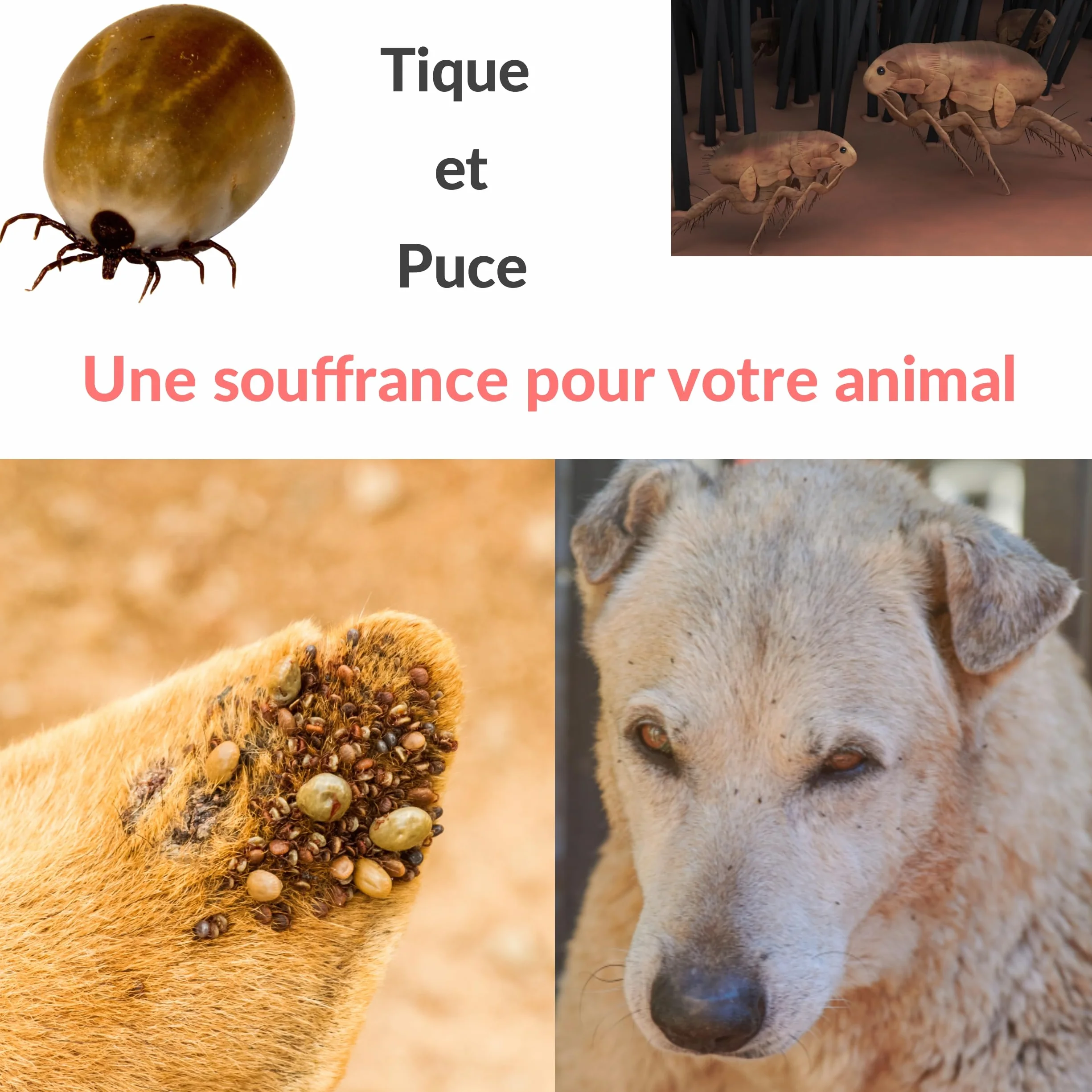 Peigne anti puce et tique pour chien chat Kit crochet tire tiques élimination naturelle Lot 5 pcs