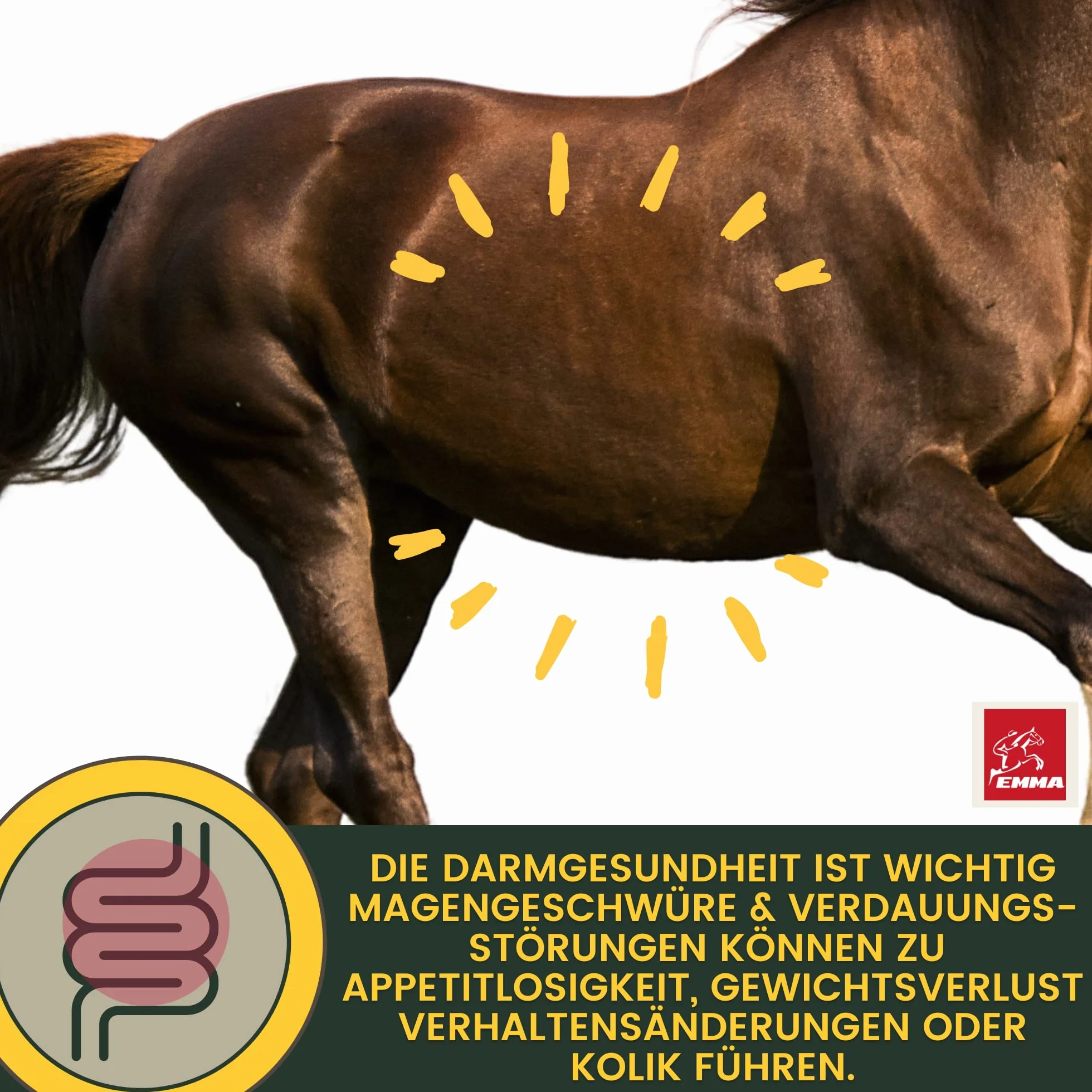 Pâte Gastro-intestinale Probiotiques Levure de bière Cheval Vitamine E Flore intestinale 30ml