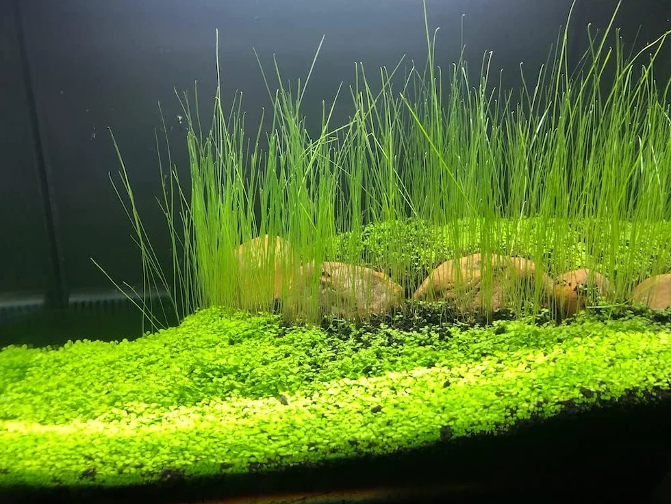 Plantes vivantes pour aquarium eau douce herbe naine lot de 3