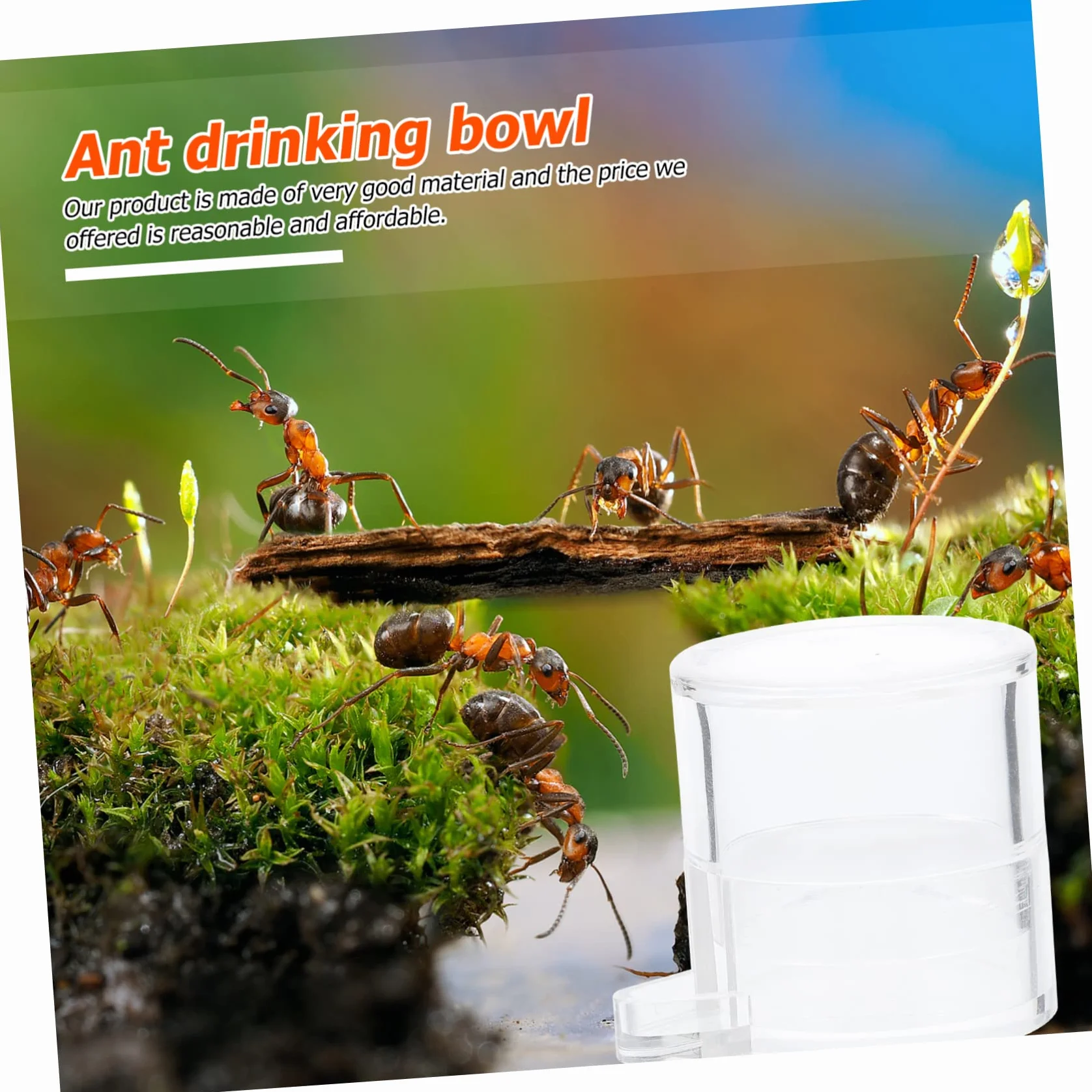 Kisangel 2 Pièces Alimentation pour Fourmis Acrylique Mangeoire et Récipient d'Eau Transparent