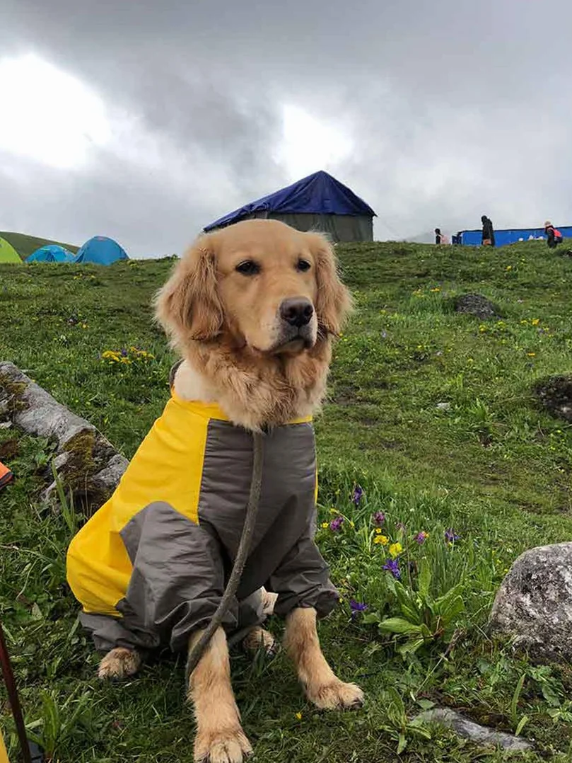 Patchwork Manteau de Pluie imperméable pour Chien 4 Jambes avec Capuche Amovible pour Chiens de Taille Petits Moyenne et Grande (20#, Jaune)