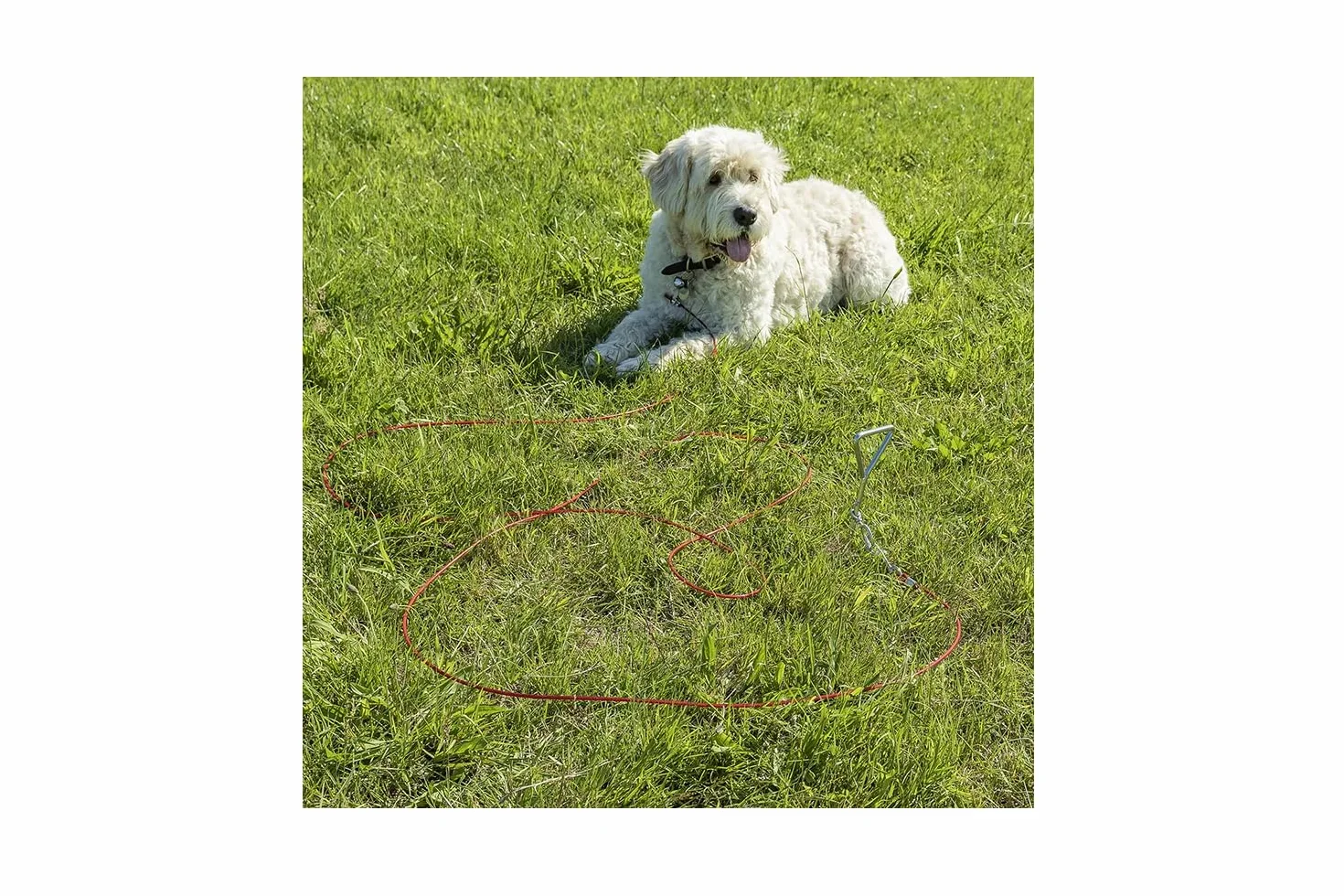Piquet d'amarrage au sol en spirale avec laisse pour chien de 4 m