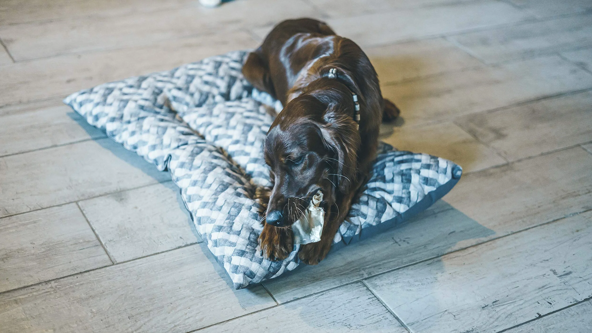 Aimé Oreille de Porc pour Chien, Friandise à mâcher 100% naturelle, Sans conservateur ni colorant, 12 Unité