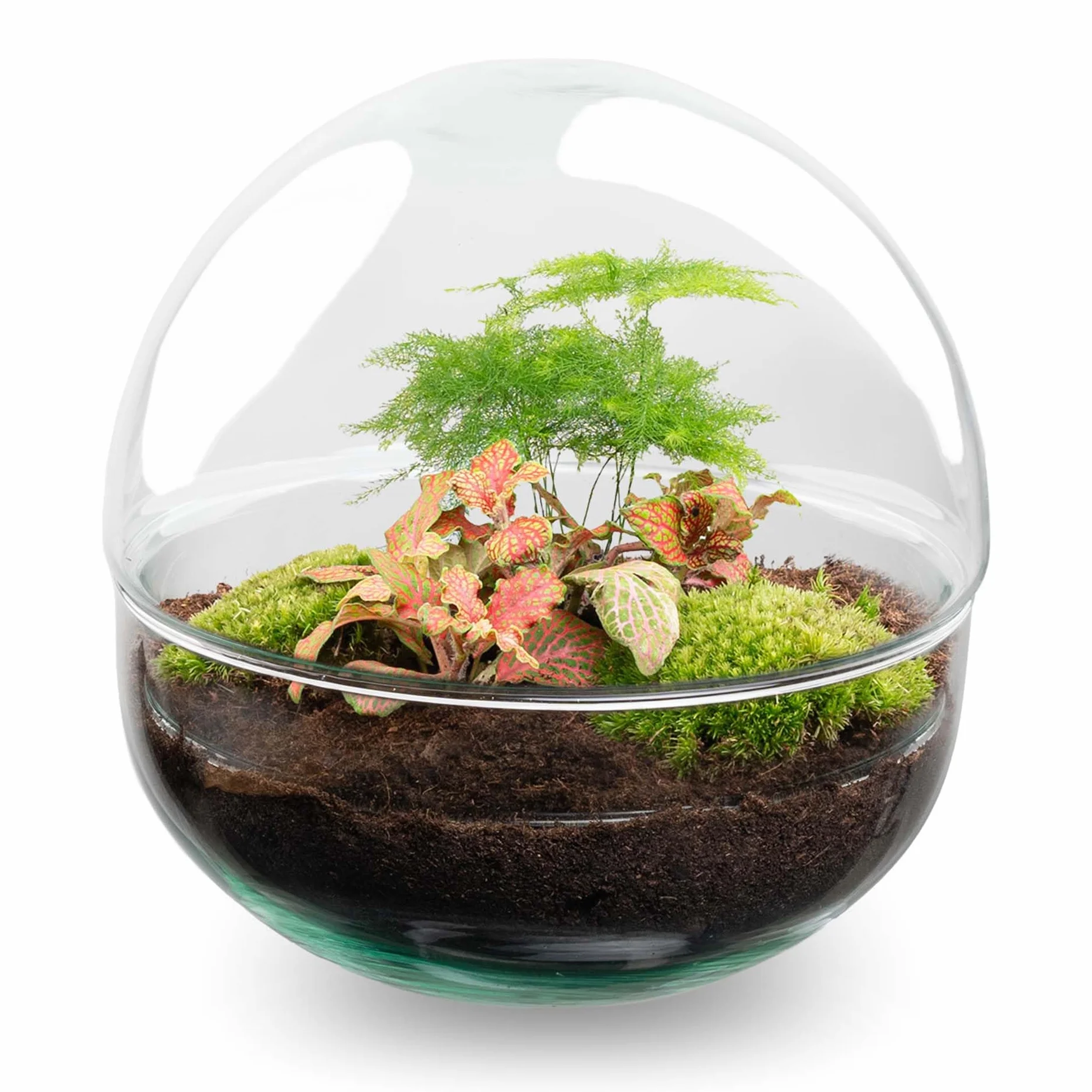 Kit DIY Terrarium Dôme Écosystème avec Plantes 20 cm