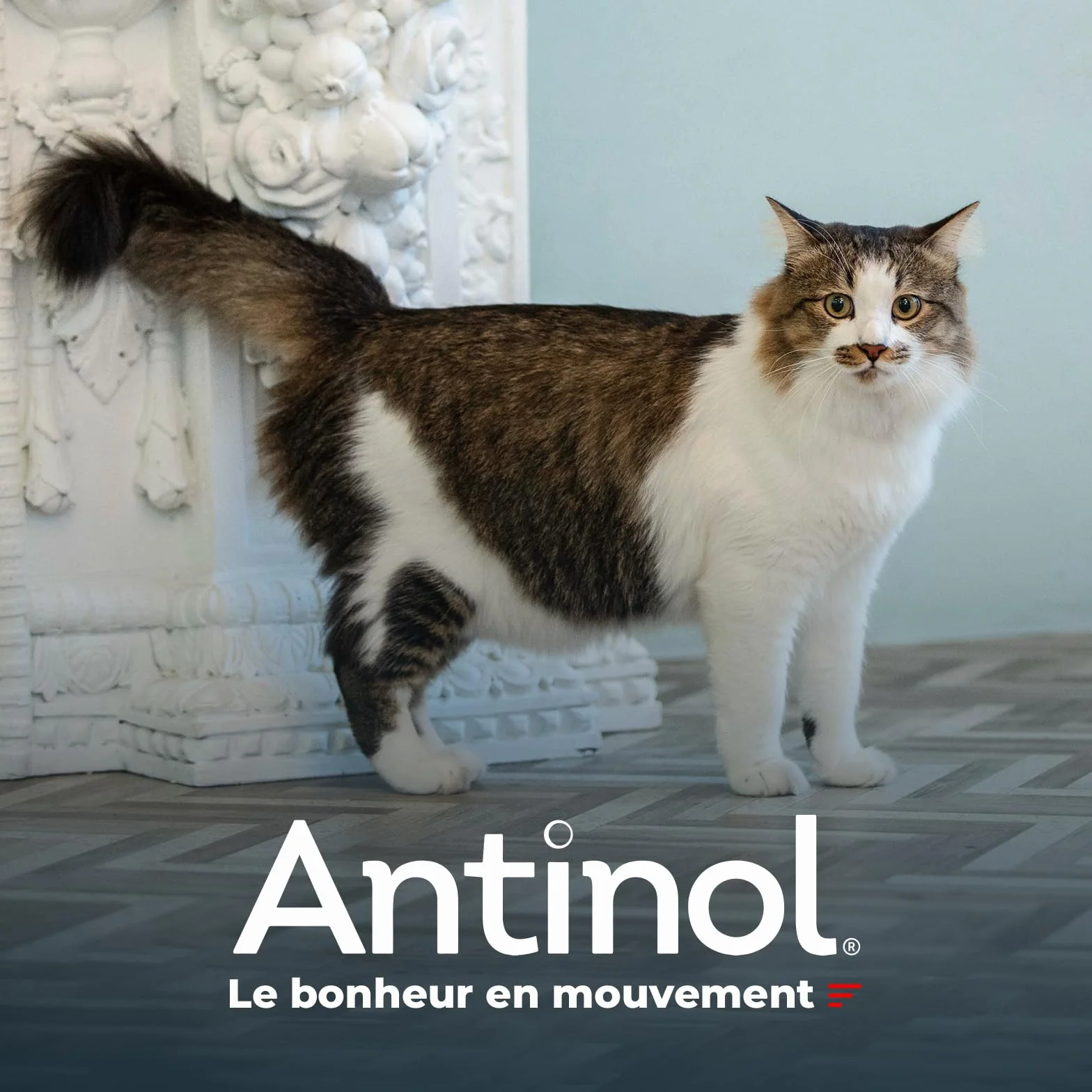 Antinol Complément Naturel des Chats Adultes Articulations Peau Huîtres Vertes Oméga 3 Vitamine E 90 Capsules
