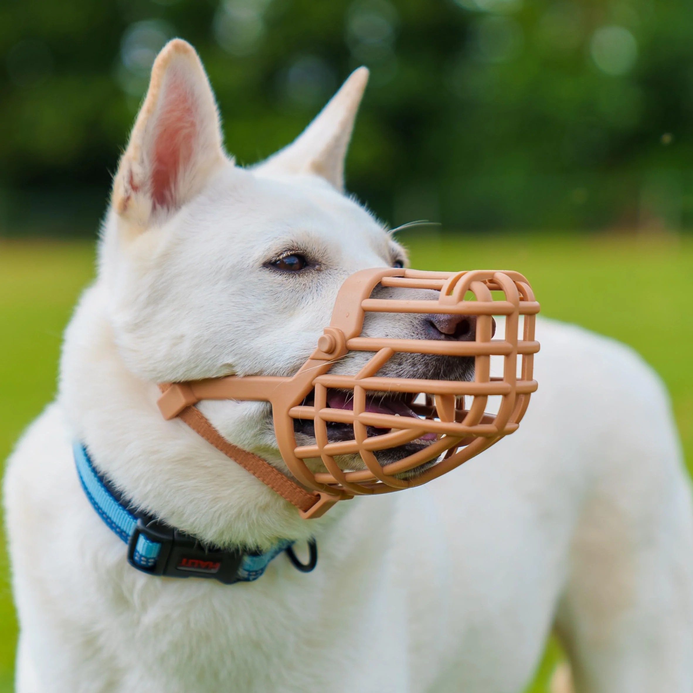 MUSELIÈRE PANIER BASKERVILLE CLASSIC - Laisse le chien boire/haleter, l’empêche de mordre/faire les poubelles, idéal pour les chiens à long museau, respirante, pour les grands chiens (Taille 10)