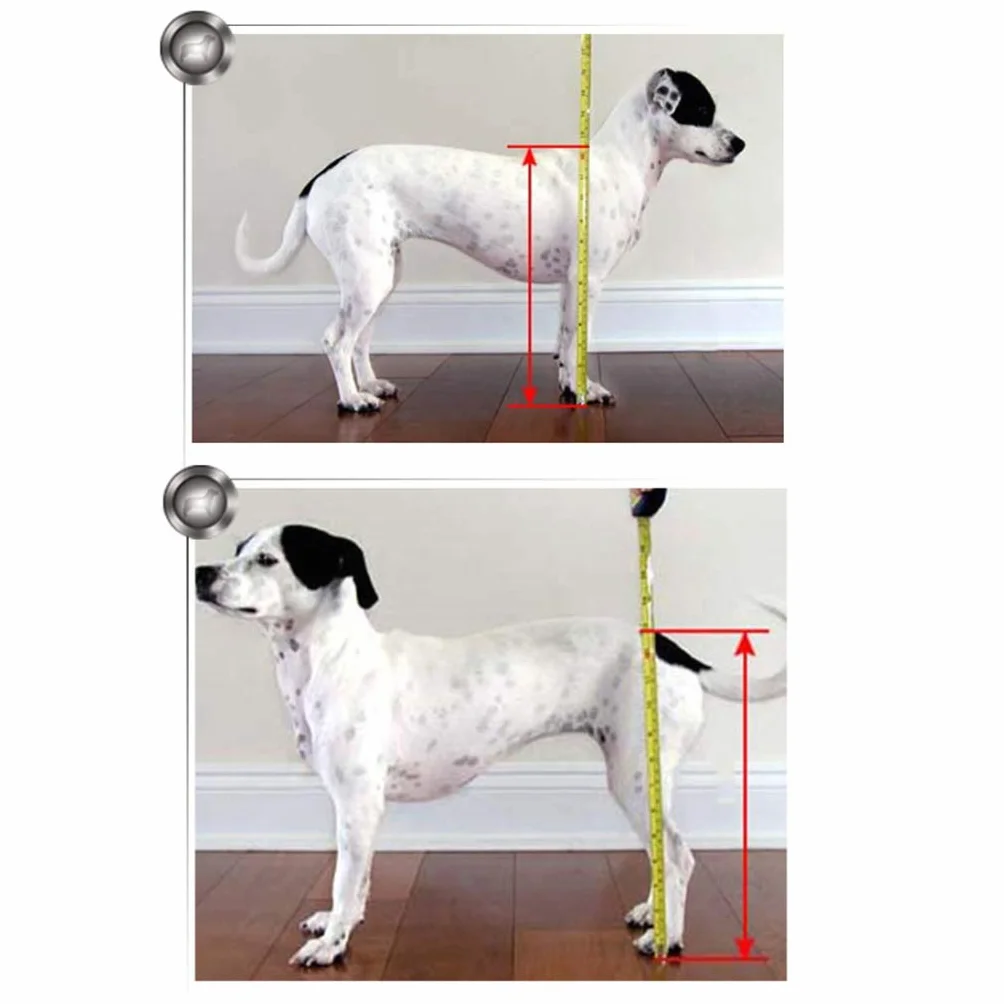 Fauteuil Roulant pour Chien Réglable Léger pour Animaux Handicapés, Chariot de Réadaptation Pattes Arrière Petit Chien Taille L