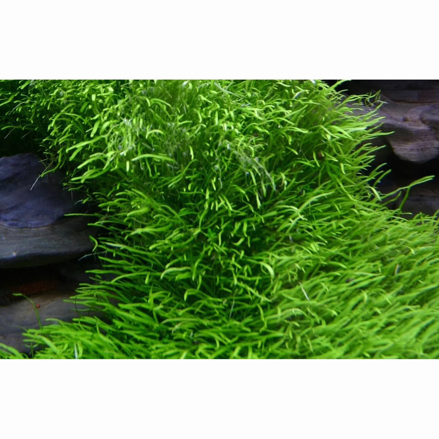 Tropica 1-2-GROW! Utricularia graminifolia - In-Vitro Aquariumpflanze