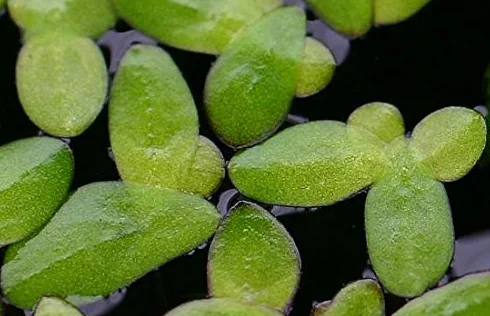 Lentille d'eau LEMNA MINOR Live aqua plants
