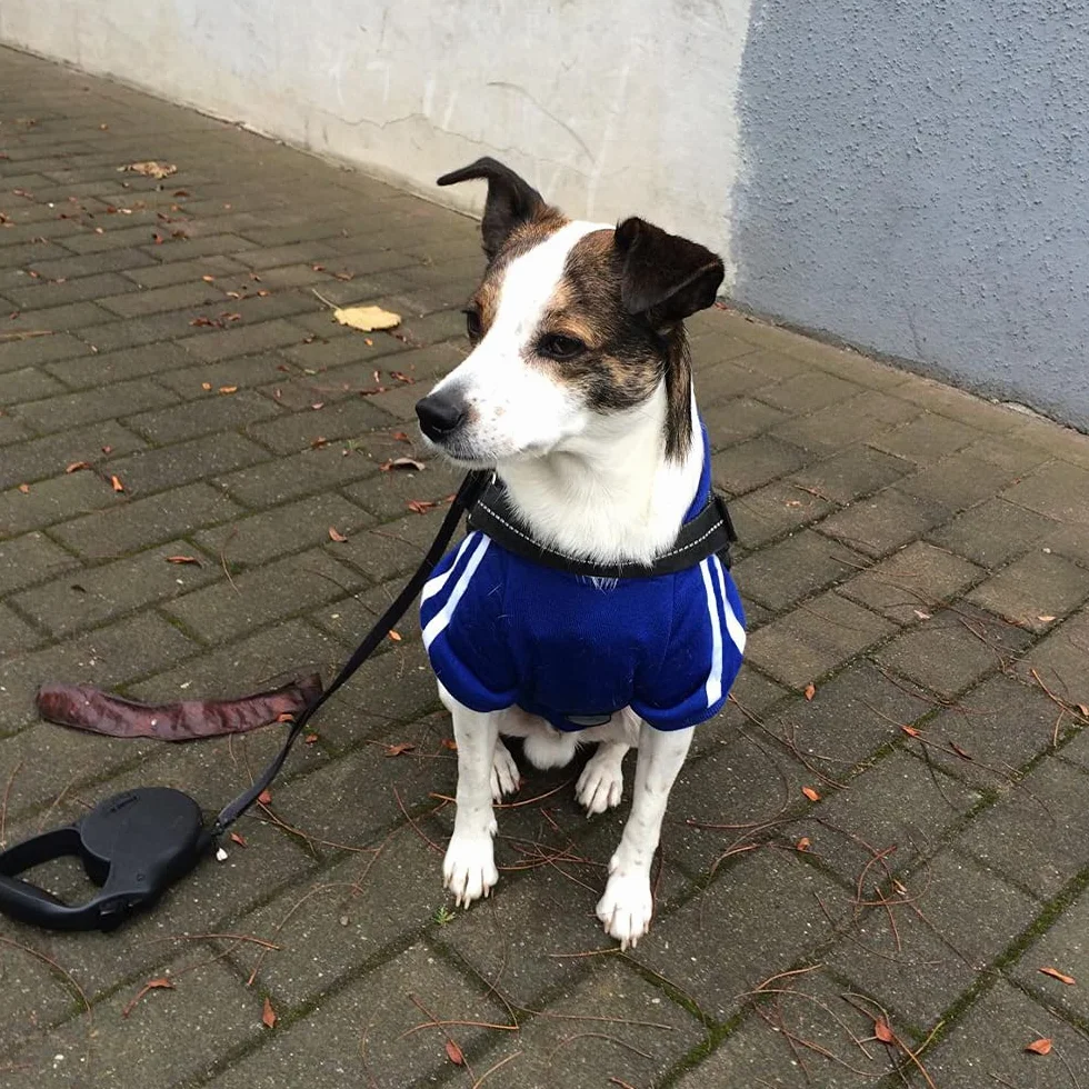 Sweat à Capuche Chaud Coton pour Chien, Noir, 3XL