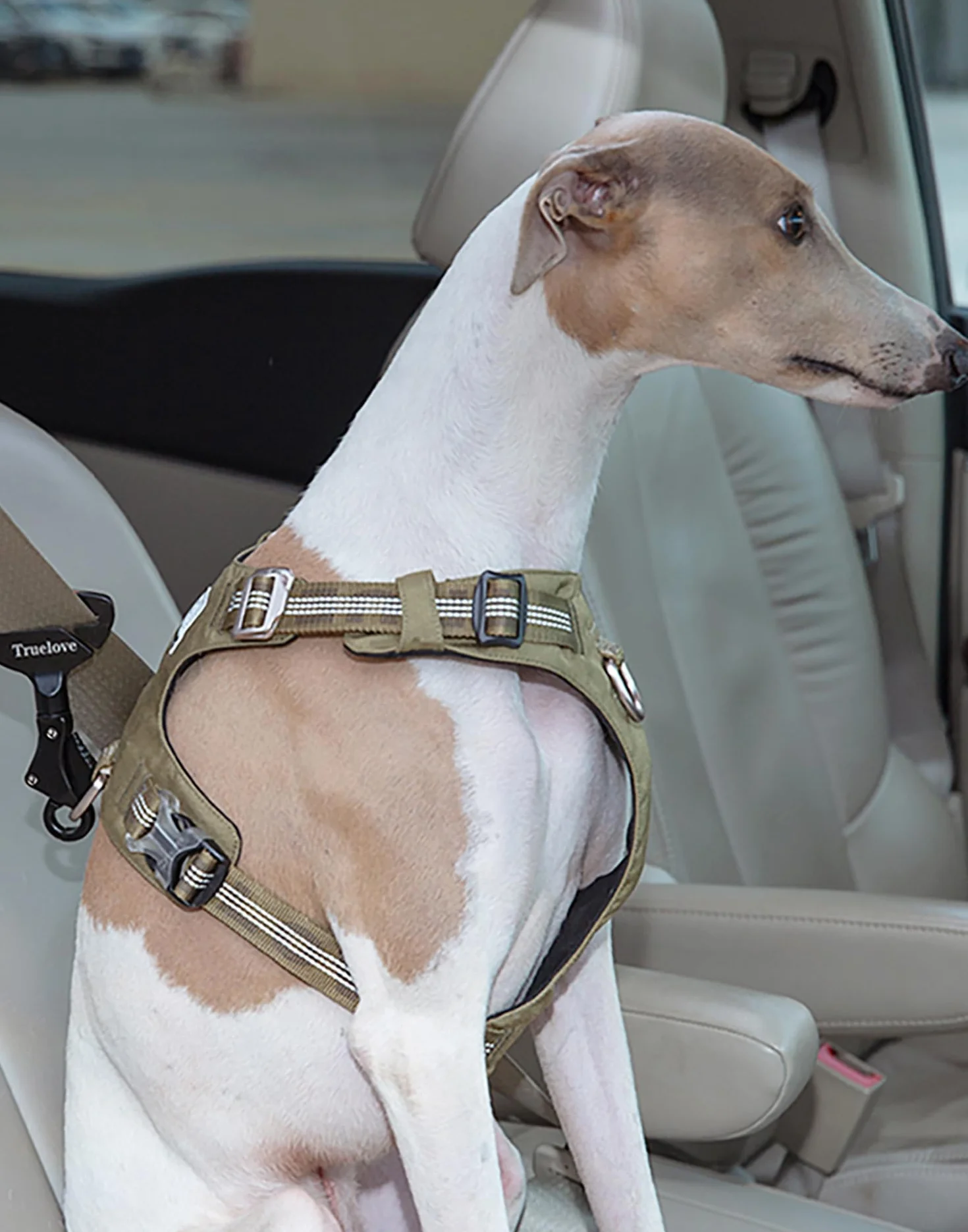 TRUE LOVE Ceinture de sécurité pour chien voyage voiture léger