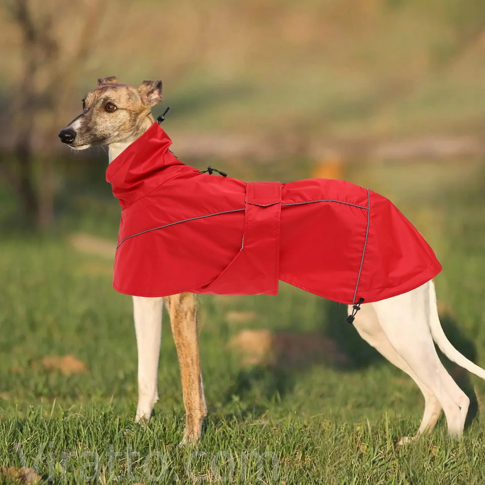 Manteau de Pluie MOREZI Greyhound, imperméable/imperméable, avec Cordon de Serrage réglable et Ceinture pour protéger l'abdomen, adapté aux Chiens de Taille Moyenne et Grande-Rouge-M