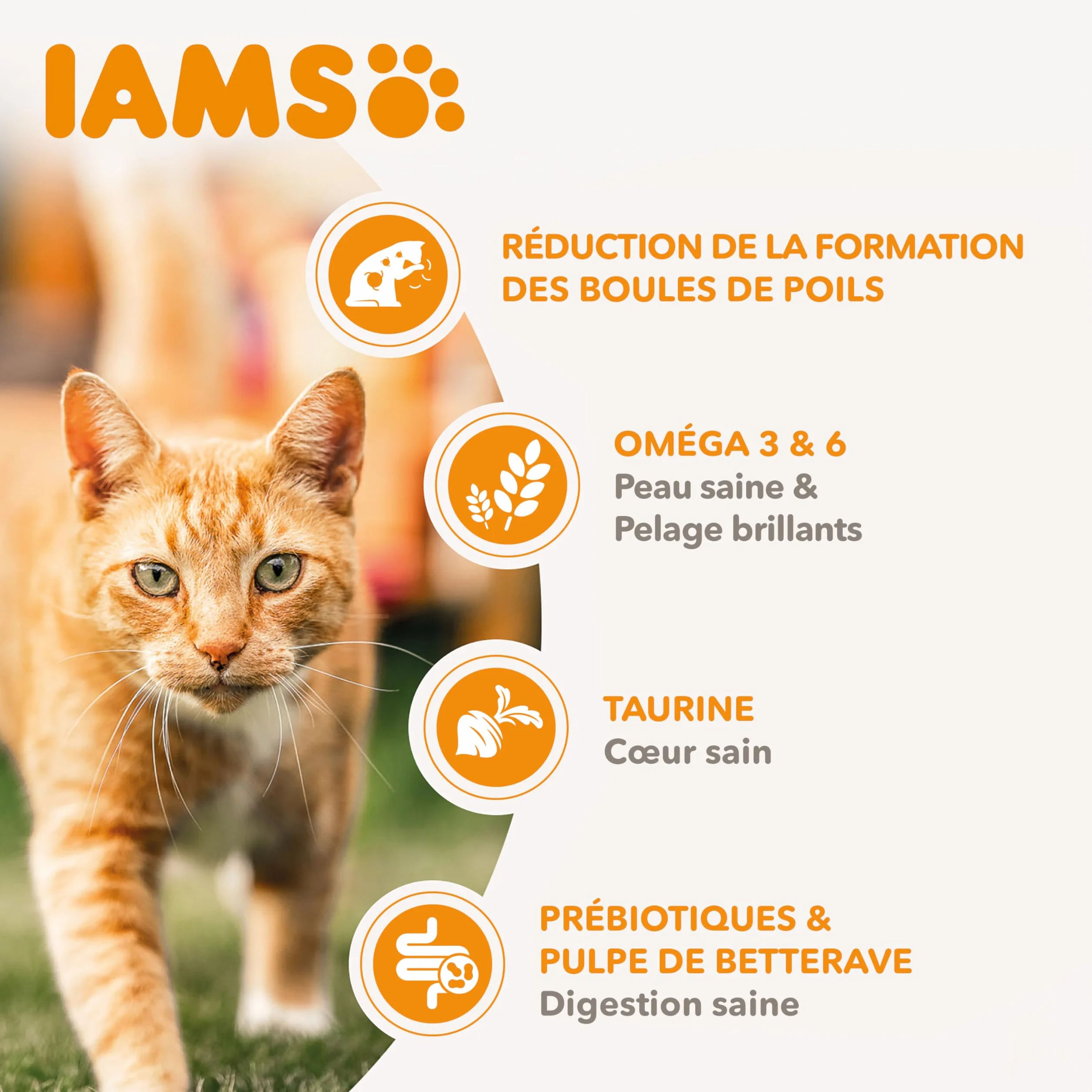 IAMS Advanced Nutrition - Croquettes Chats Adultes et Séniors Anti-Boules de Poils - 100% Complètes et équilibrées - Au poulet frais - Sans OGM Colorants Arômes Artificiels - Sac refermable de 3 kg