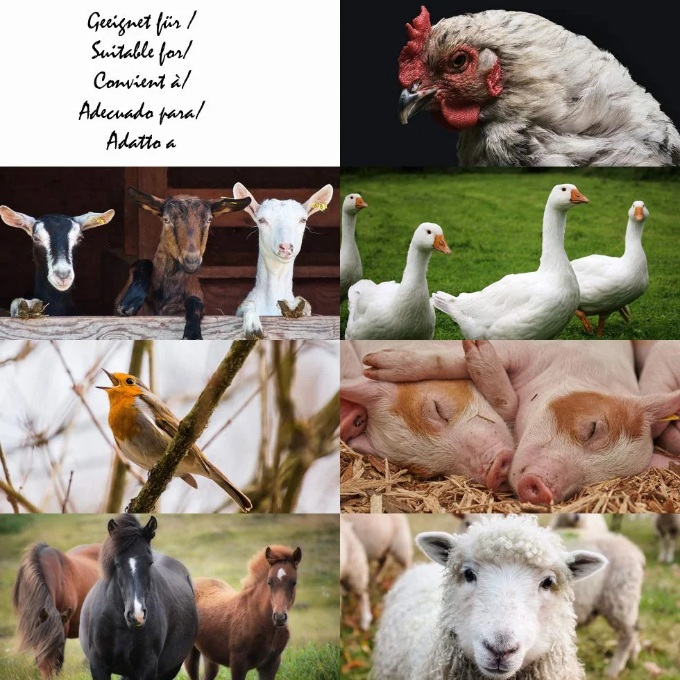 Petigi 30 kg Grain Graines de Blé Aliments pour Animaux Poulet Volaille