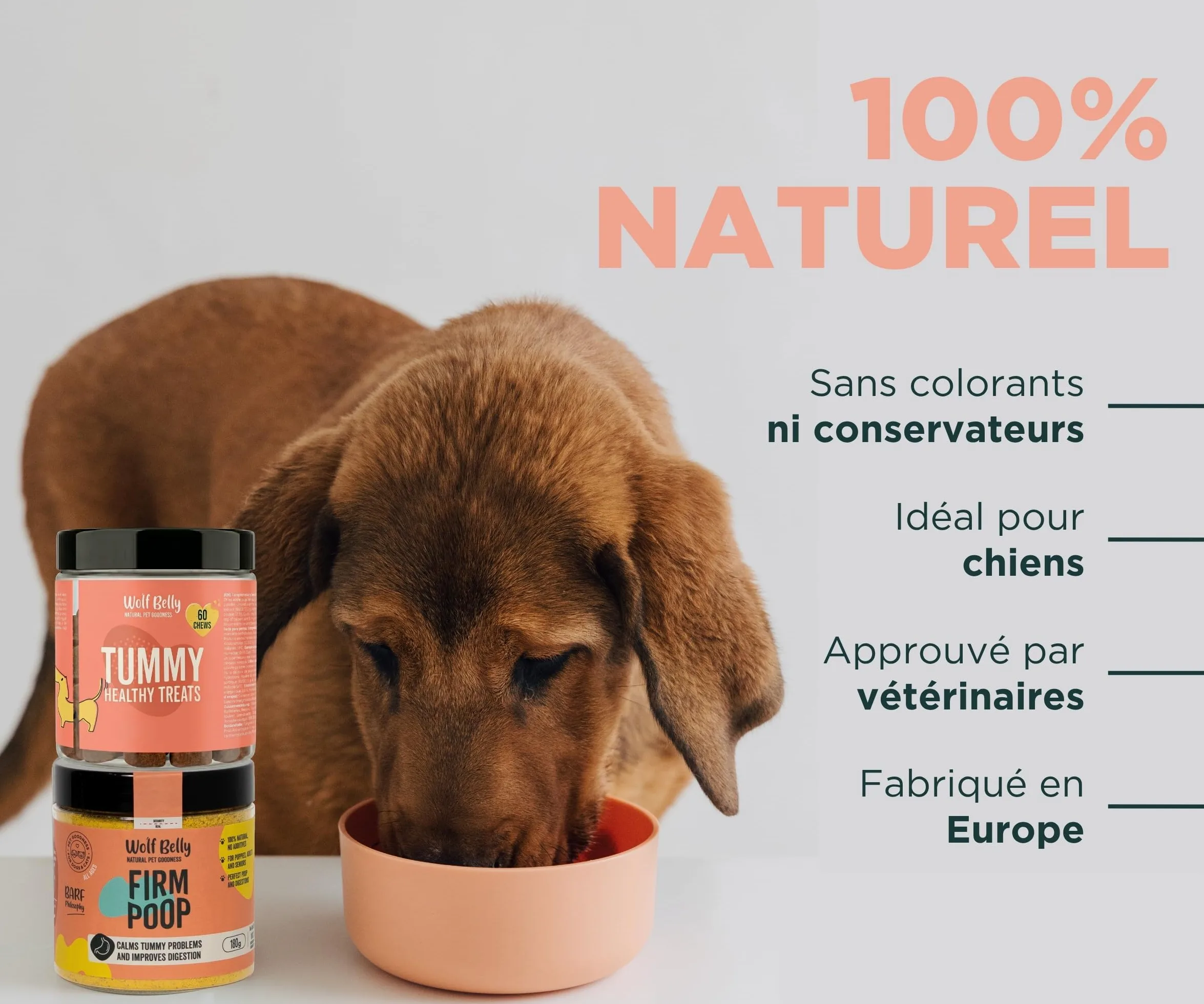 Wolf Belly - Pack Digestif pour Chiens | Complément Digestif en Poudre + Friandises aux Probiotiques | Réduit la Diarrhée | Améliore la Flore Intestinale - Fabriqué en Europe