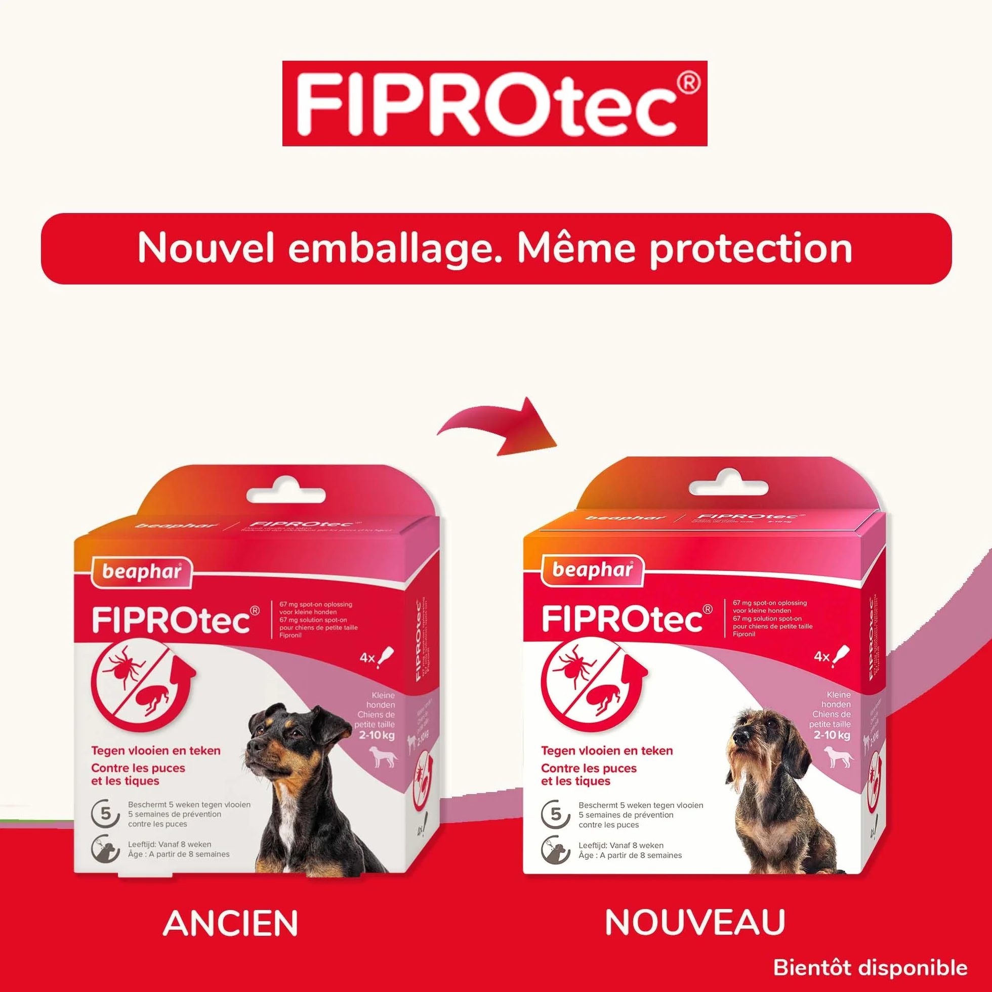 Beaphar FIPROTEC Solution Spot-on pour Petits Chiens (2-10 kg) 67 MG - Contre Puces et Tiques - 4 Pipettes de 0,67 ML