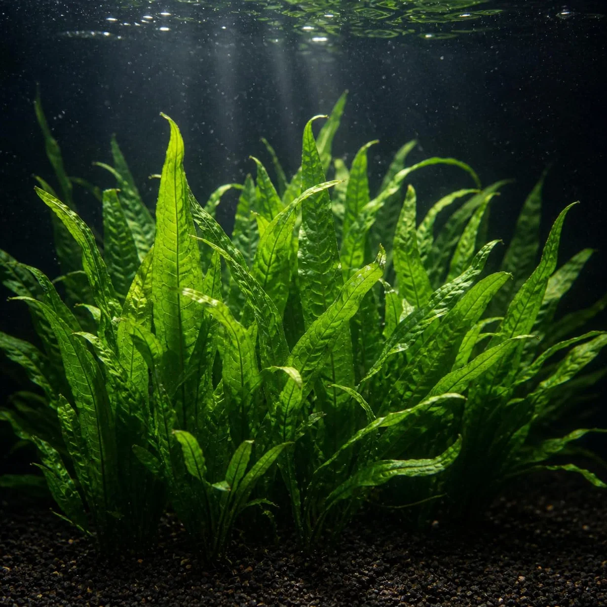 Microsorium pteropus plante aquarium vivante eau douce, Java 3 pcs