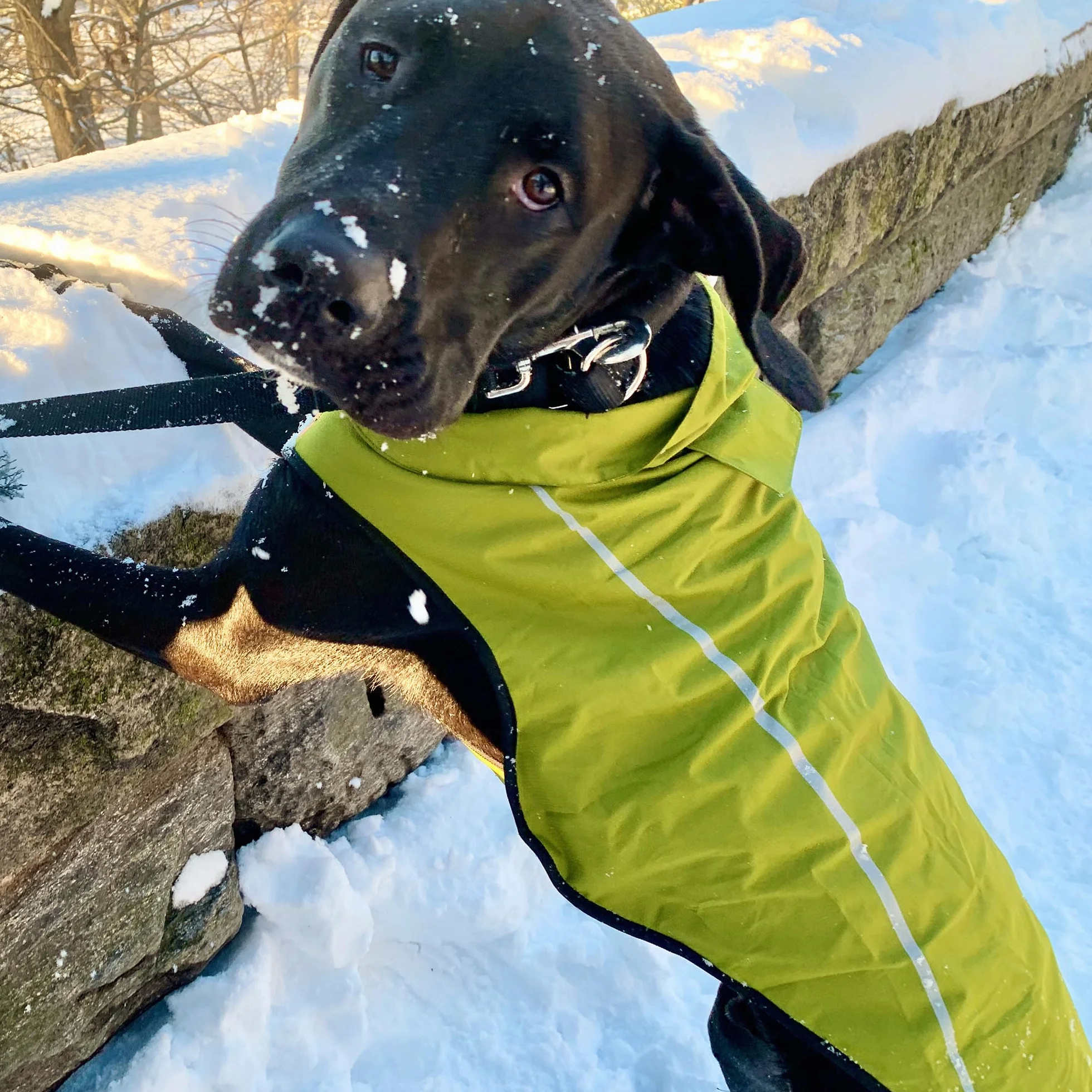 Mile High Life Imperméable pour Chien Veste de Pluie Réfléchissante Jaune Tilleul S