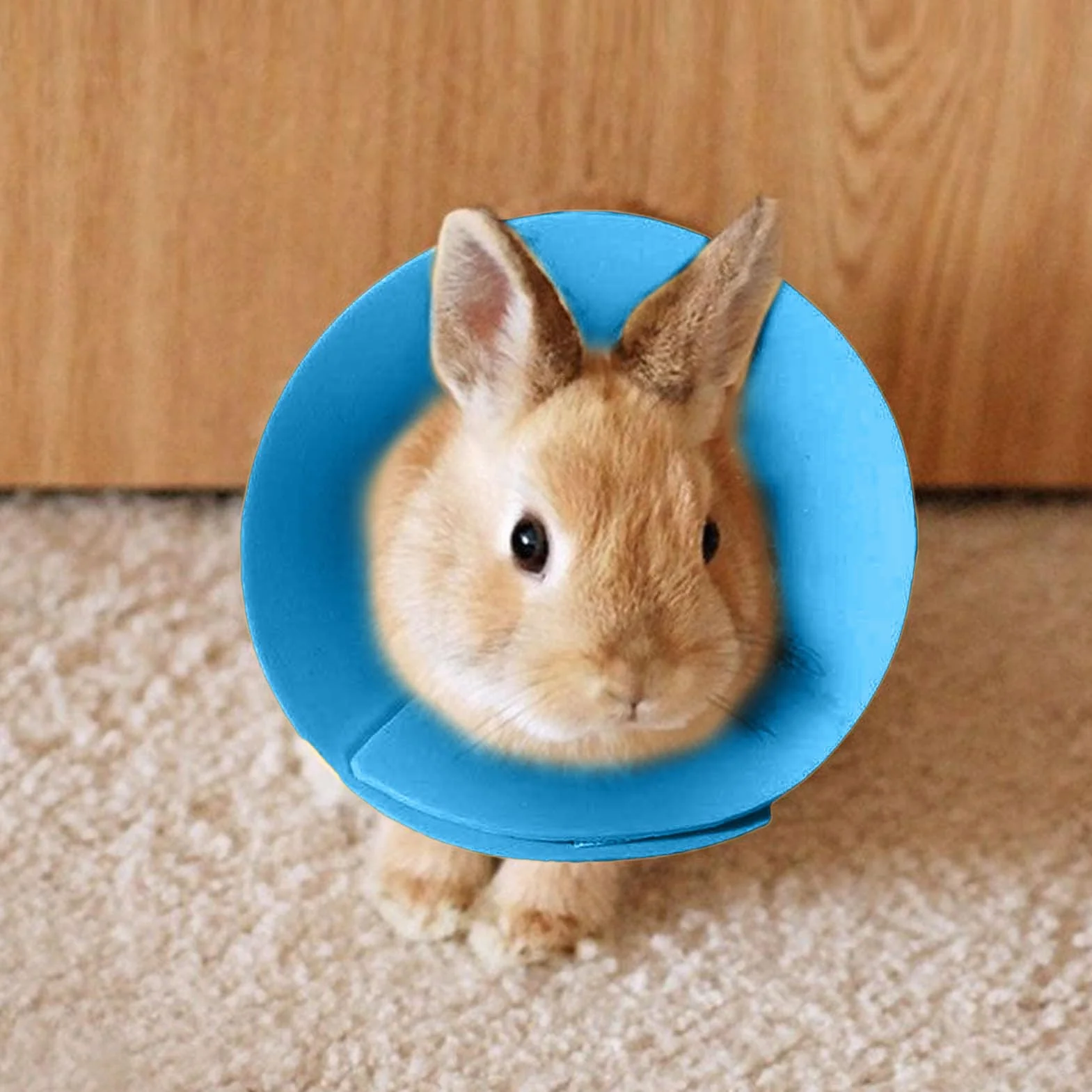 Collier conique pour hamster – Collier de protection pour oiseaux pour perruche, collier réglable pour protéger les voyages, la prévention des plaies, chat, lapin, perroquet, furet