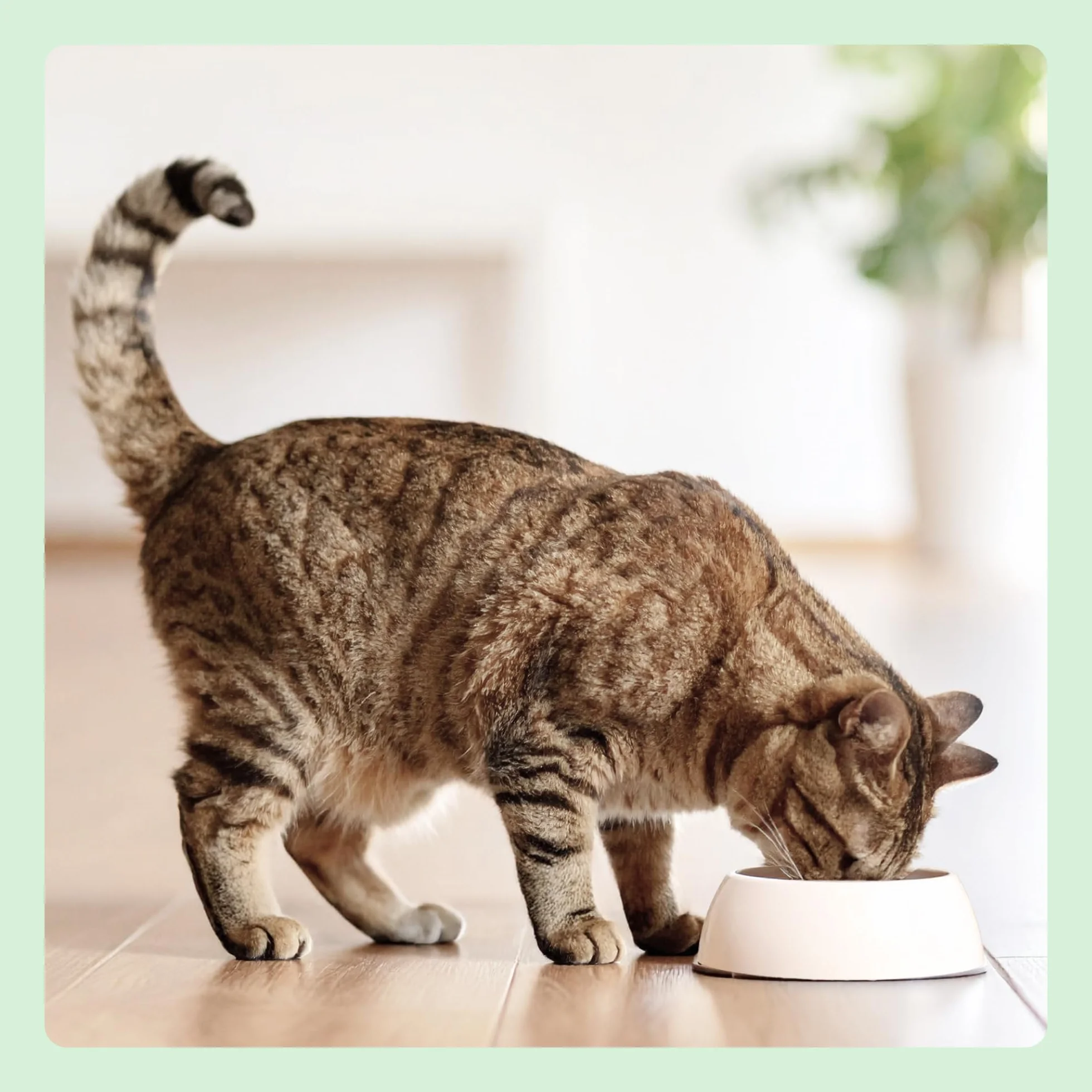 Amazon Complete Croquettes pour chats adultes au Saumon & riz, 10 kg