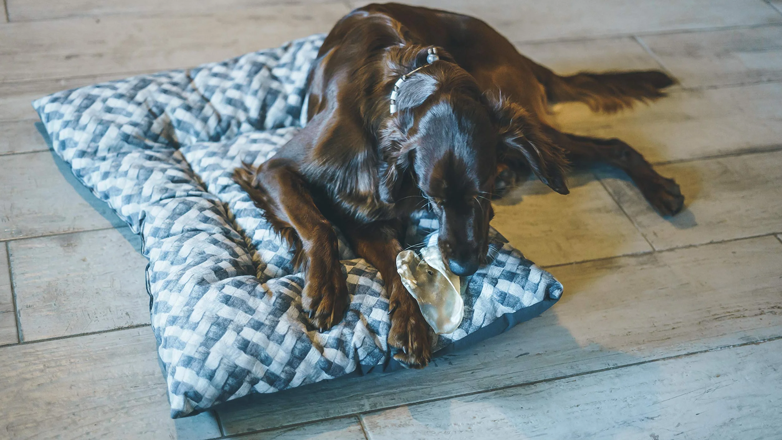 Aimé Oreille de Porc pour Chien, Friandise à mâcher 100% naturelle, Sans conservateur ni colorant, 12 Unité