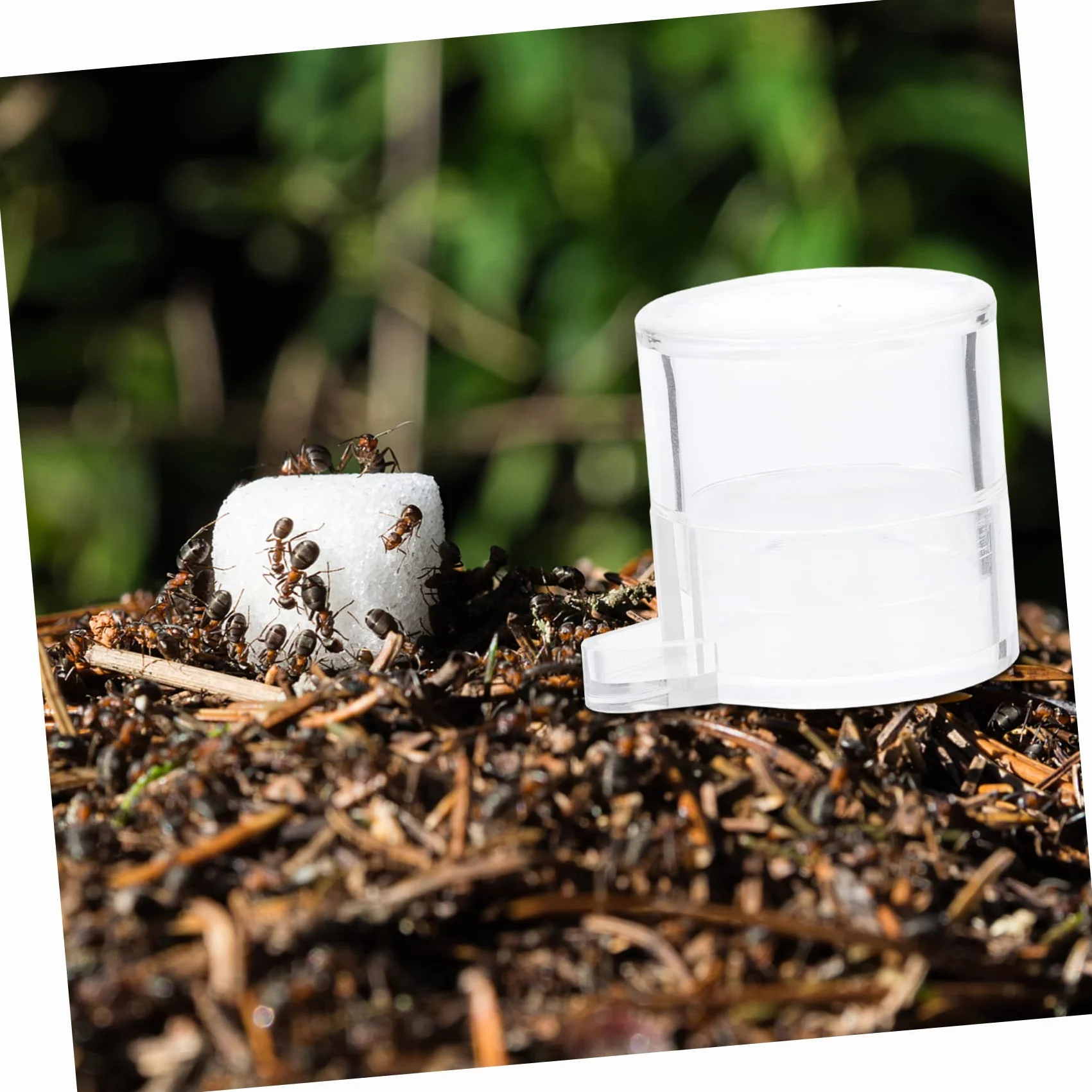 Kisangel 2 Pièces Alimentation pour Fourmis Acrylique Mangeoire et Récipient d'Eau Transparent