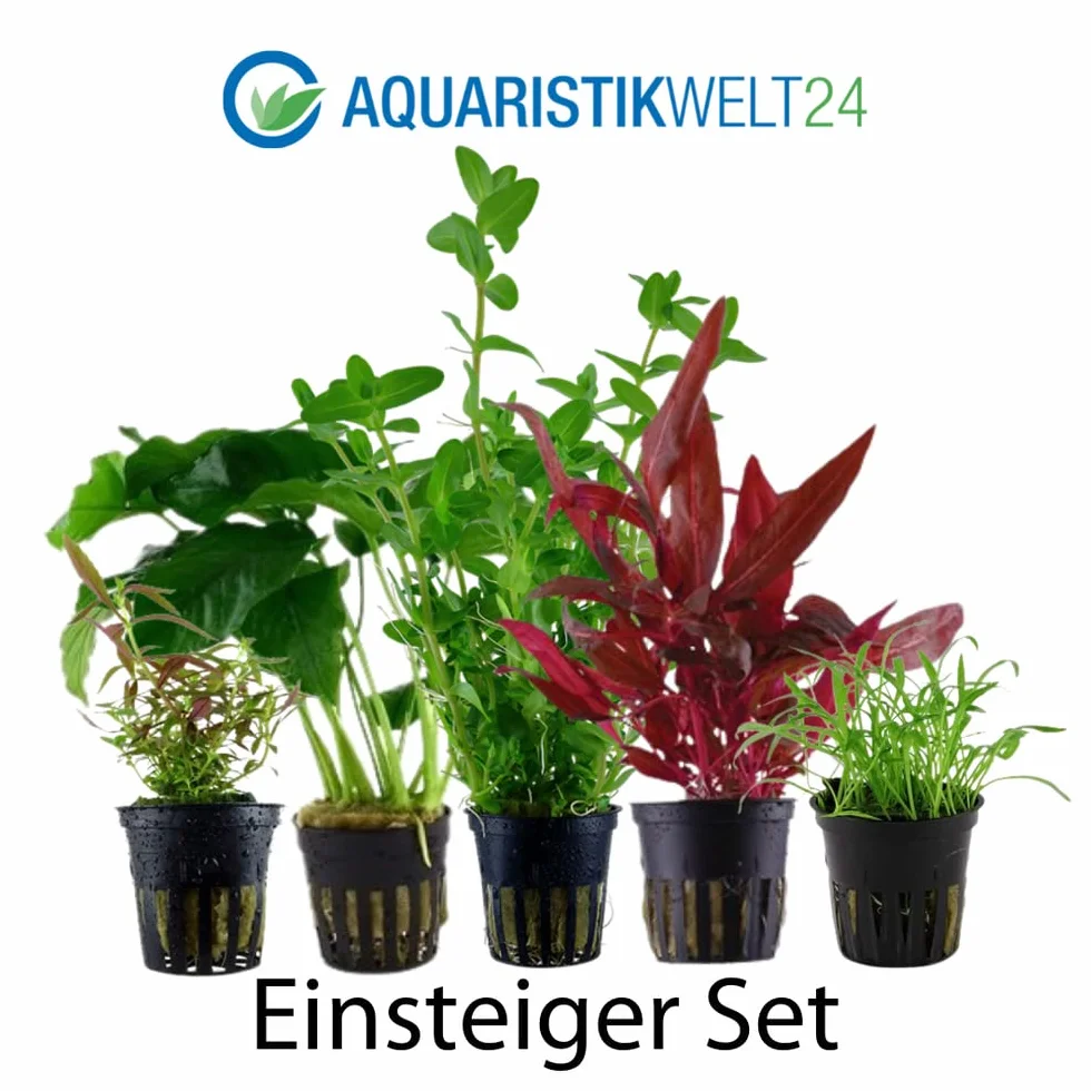 Lot de 5 plantes d'aquarium AquaOne Bacopa Lilaeopsis Alternanthera Limnophila Anubias pour débutants