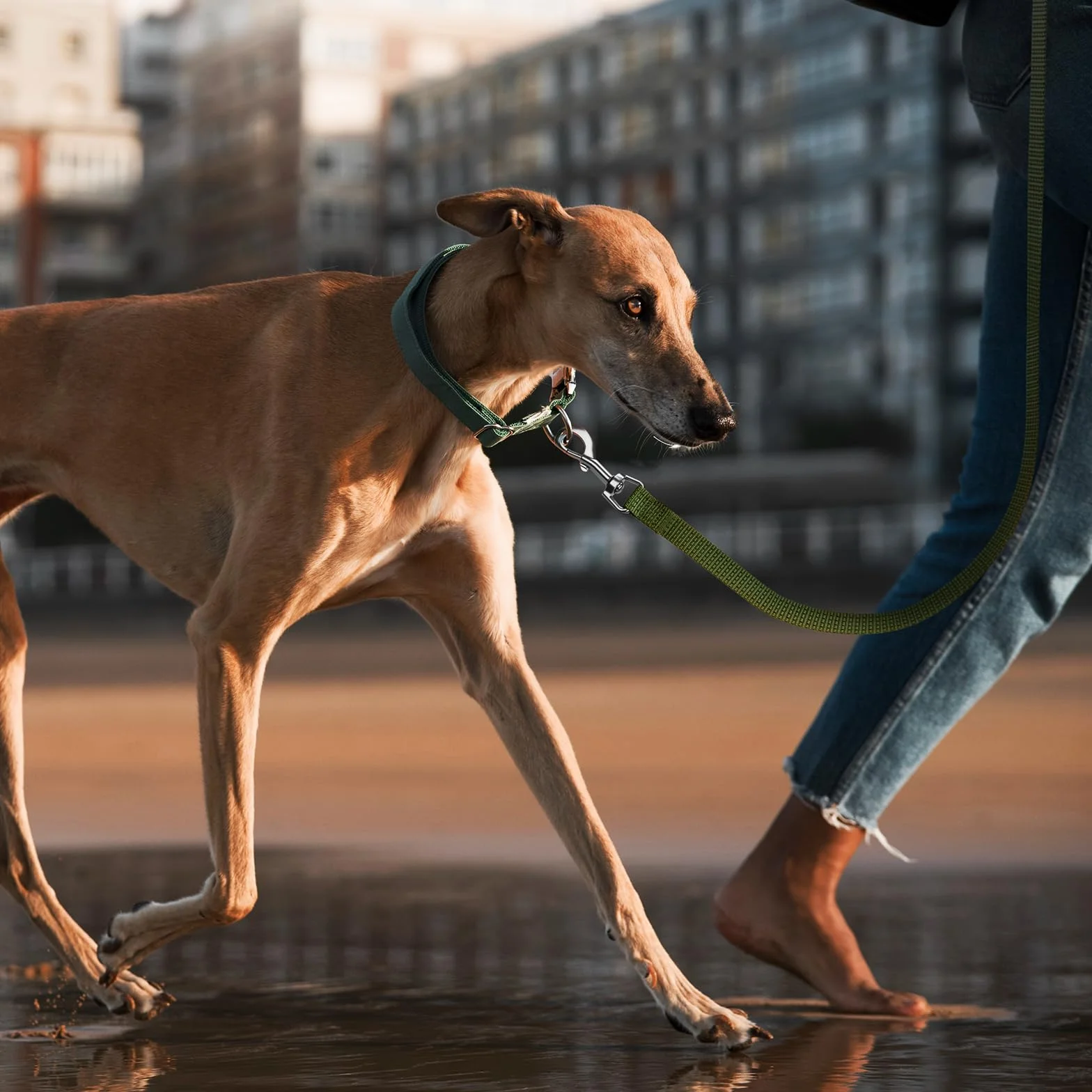 Wolfone Longe pour Chien 5 m Réfléchissante Dressage Plein Air Vert