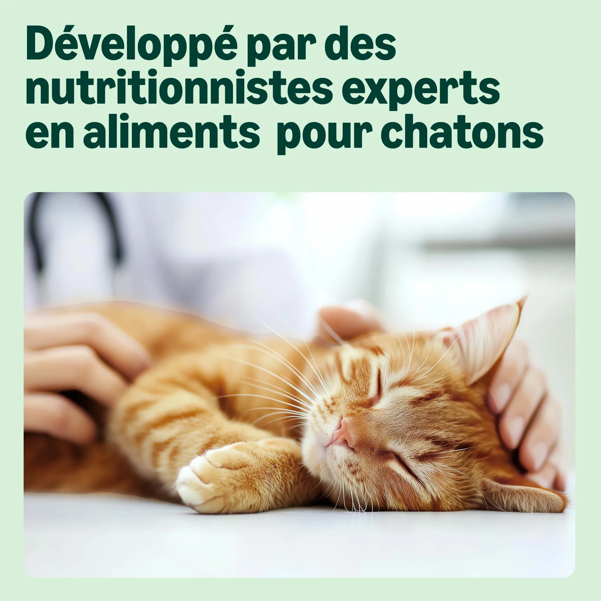 Aliment complet pour chatons by Amazon, Sélection mixte en gelée, 1.2kg (12 sachets de 100g)