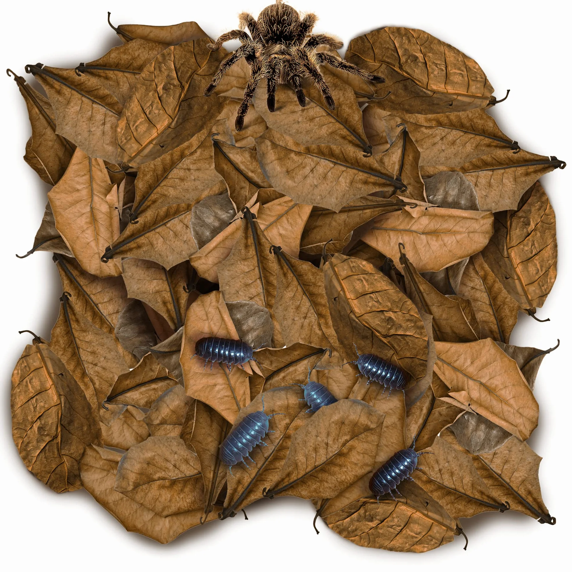 SunGrow Lot de 50 Mini Feuilles d'amande Indiennes séchées pour Terrarium, Vivarium