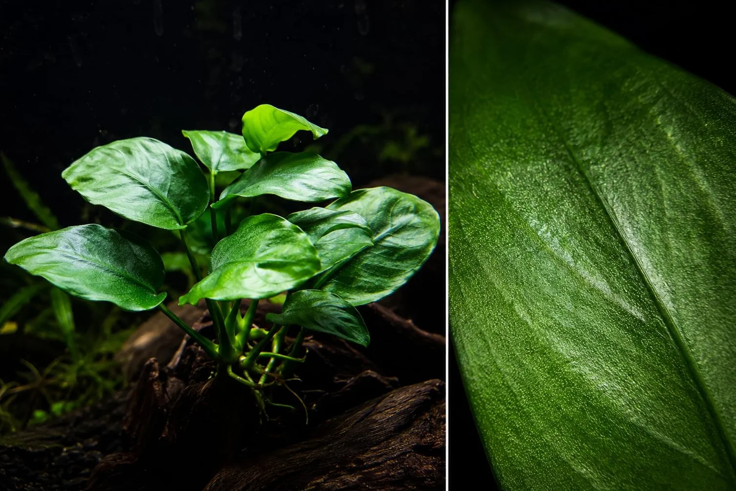Anubias barteri – plante d’aquarium vivante pour eau douce, plante décorative pour aquarium