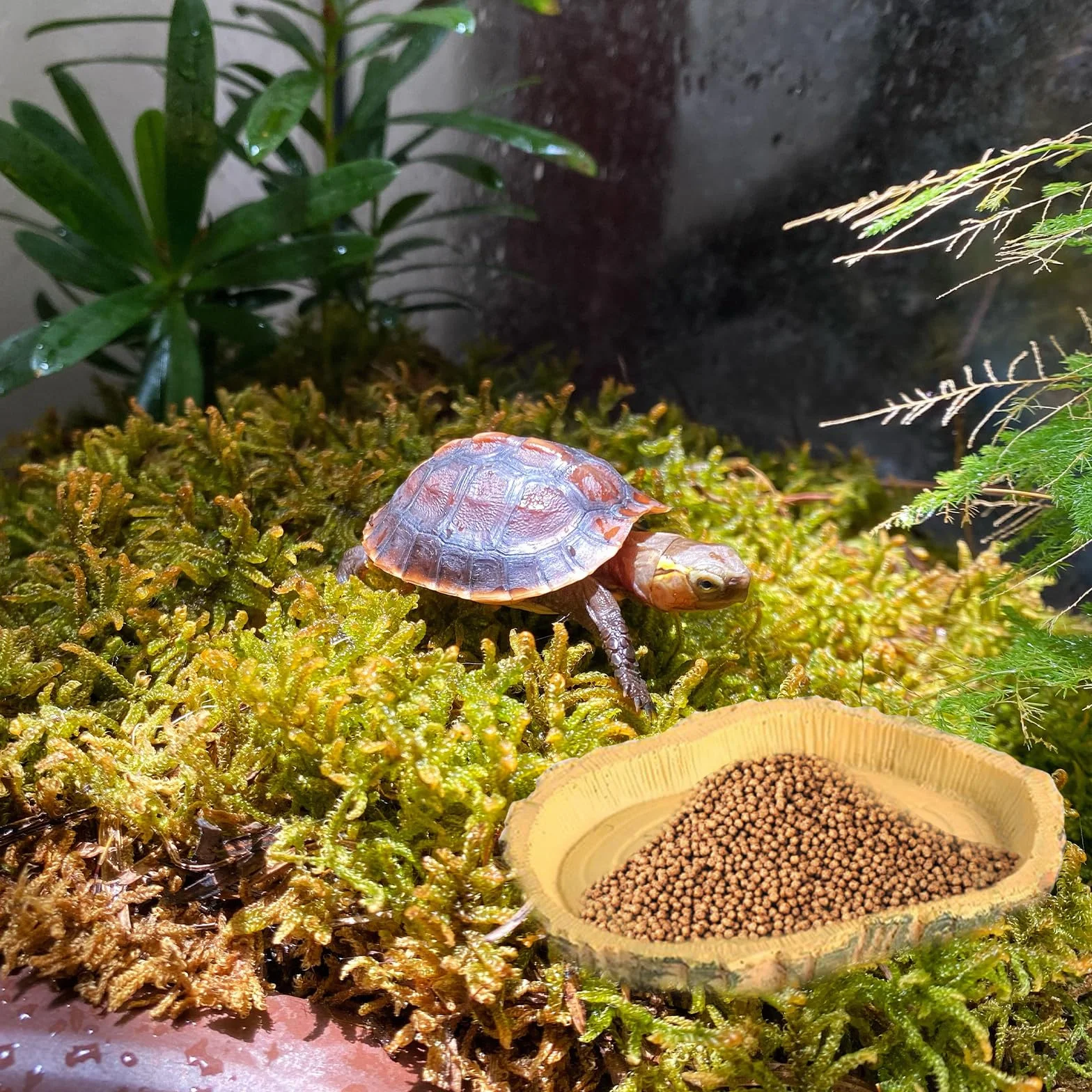 Lithyc 2 pièces Bols à Eau pour Reptiles - Abreuvoir Tortue Terrestre - Nourriture Bol Reptiles en Feuilles