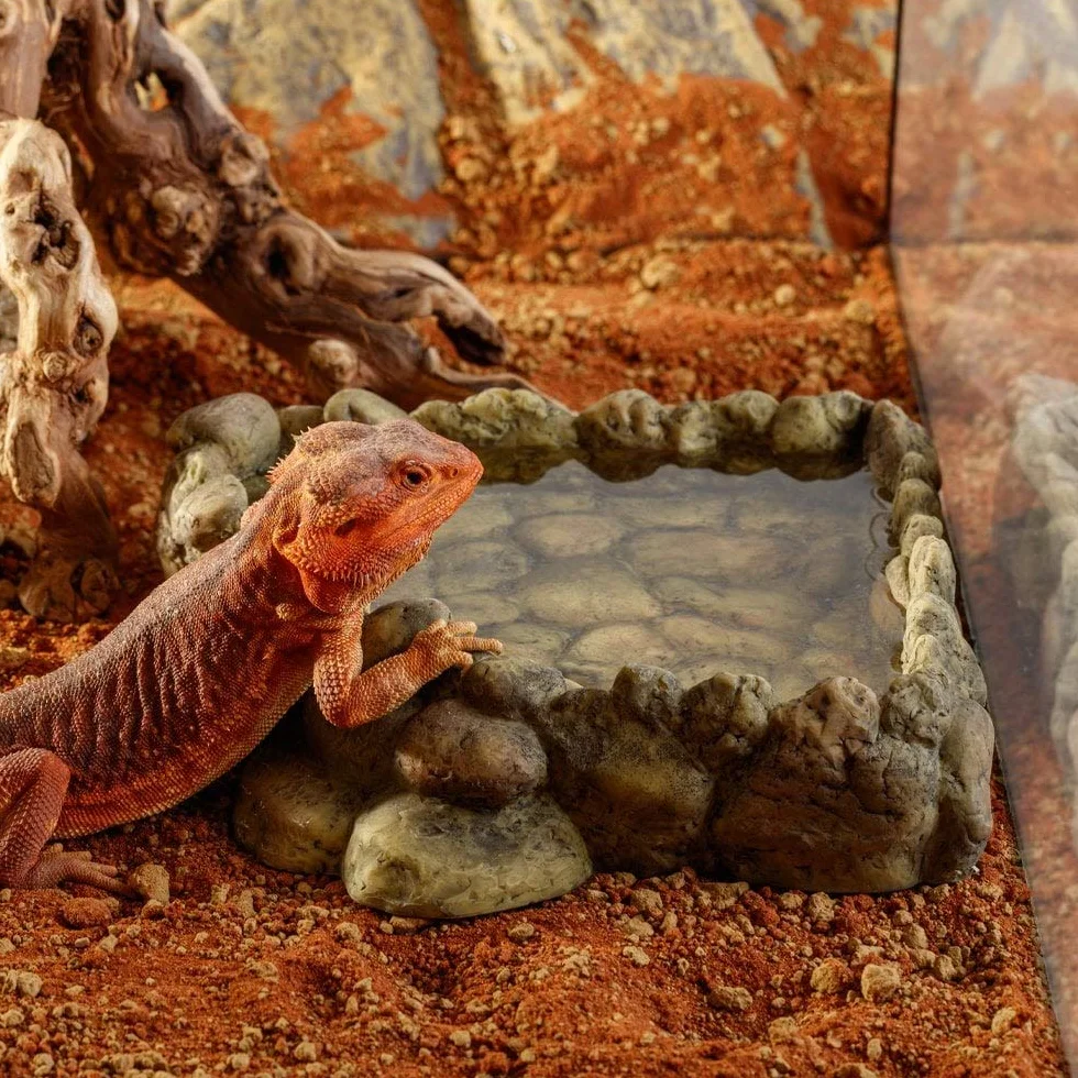 Exo Terra Corner Water Dish Bol à Eau d'angle pour Reptiles Taille XL