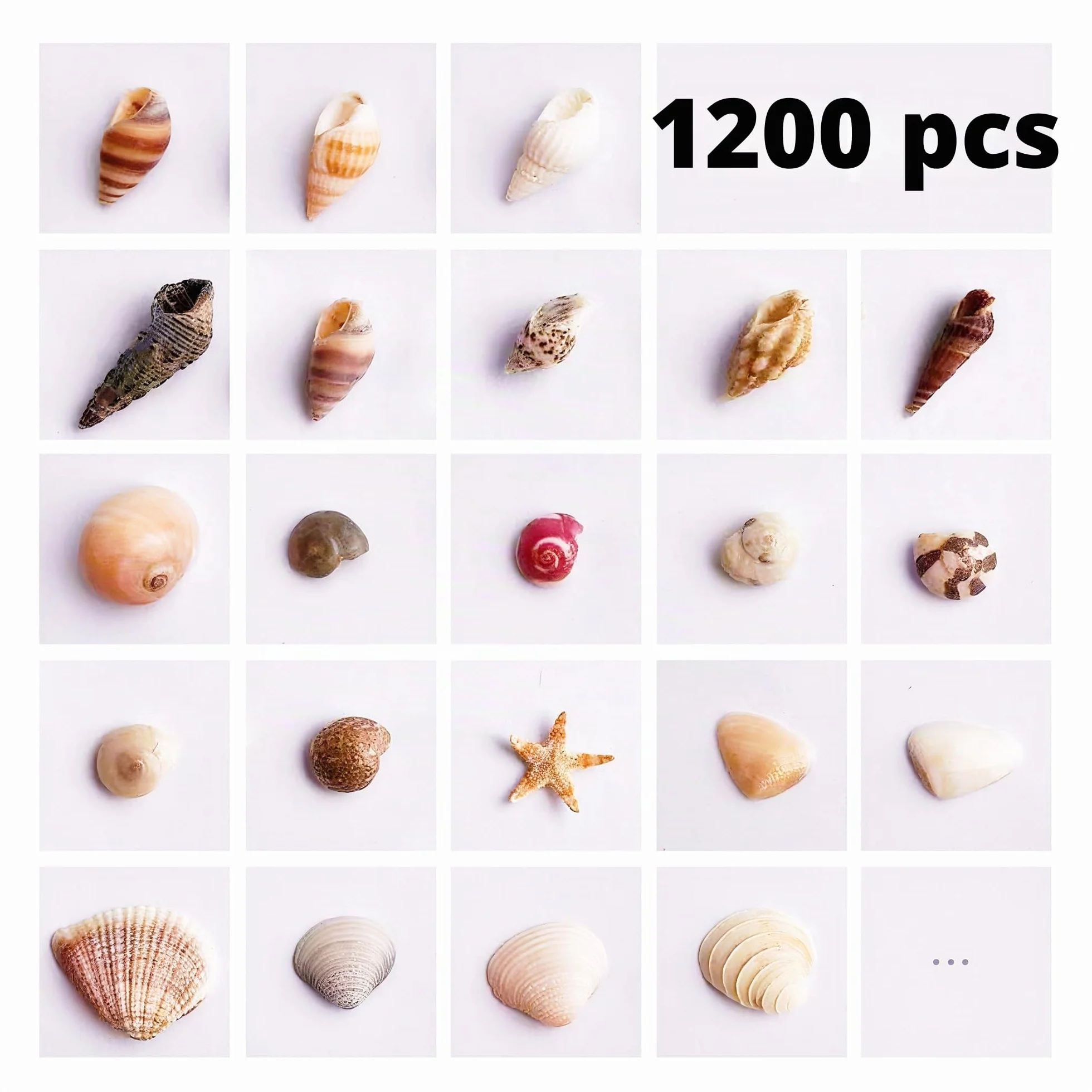1200 pièces coquillages de mer et 10 étoiles de mer - Mélange coquillages plage spirale pour aquarium vase décoration fête thème plage
