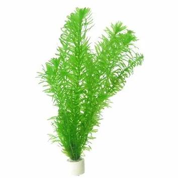 Egeria densa Elodea densa 2 Bouquets Plante Vivante Aquarium