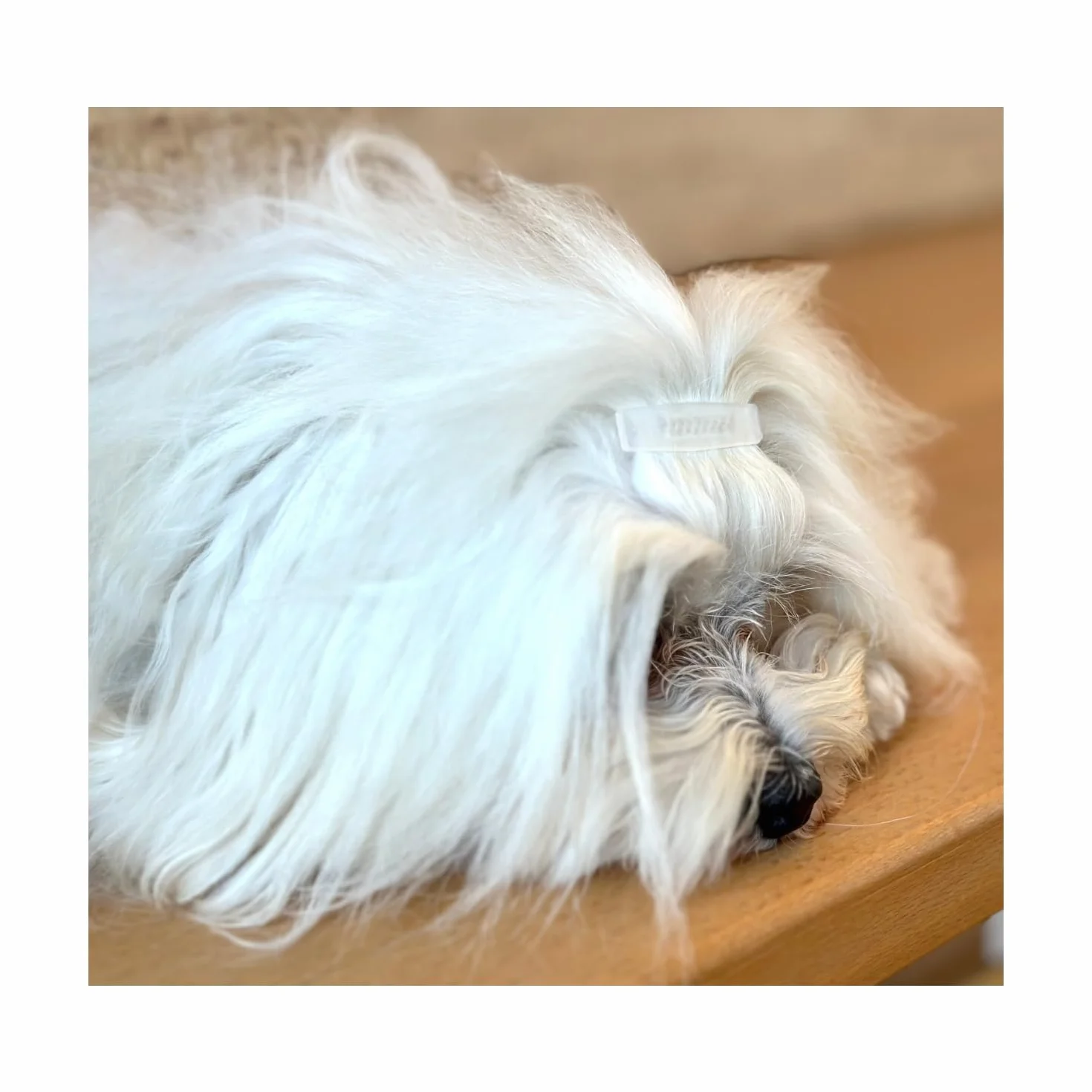 Lot de 6 barrettes à cheveux pour chien en forme de losange Gris souris